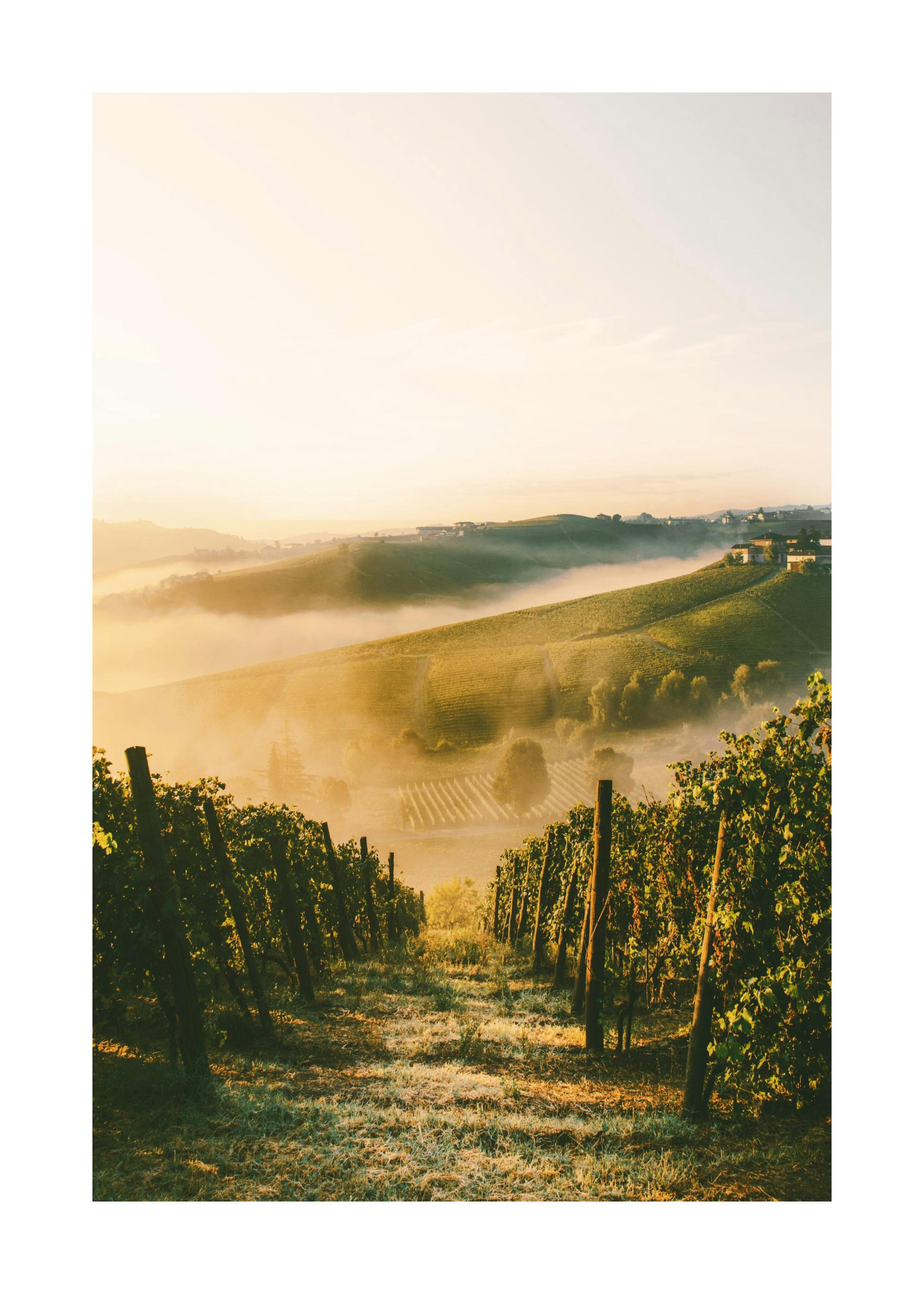 Póster de vinha Langhe com sol matinal a iluminar vinhas verdes e névoa no vale.
