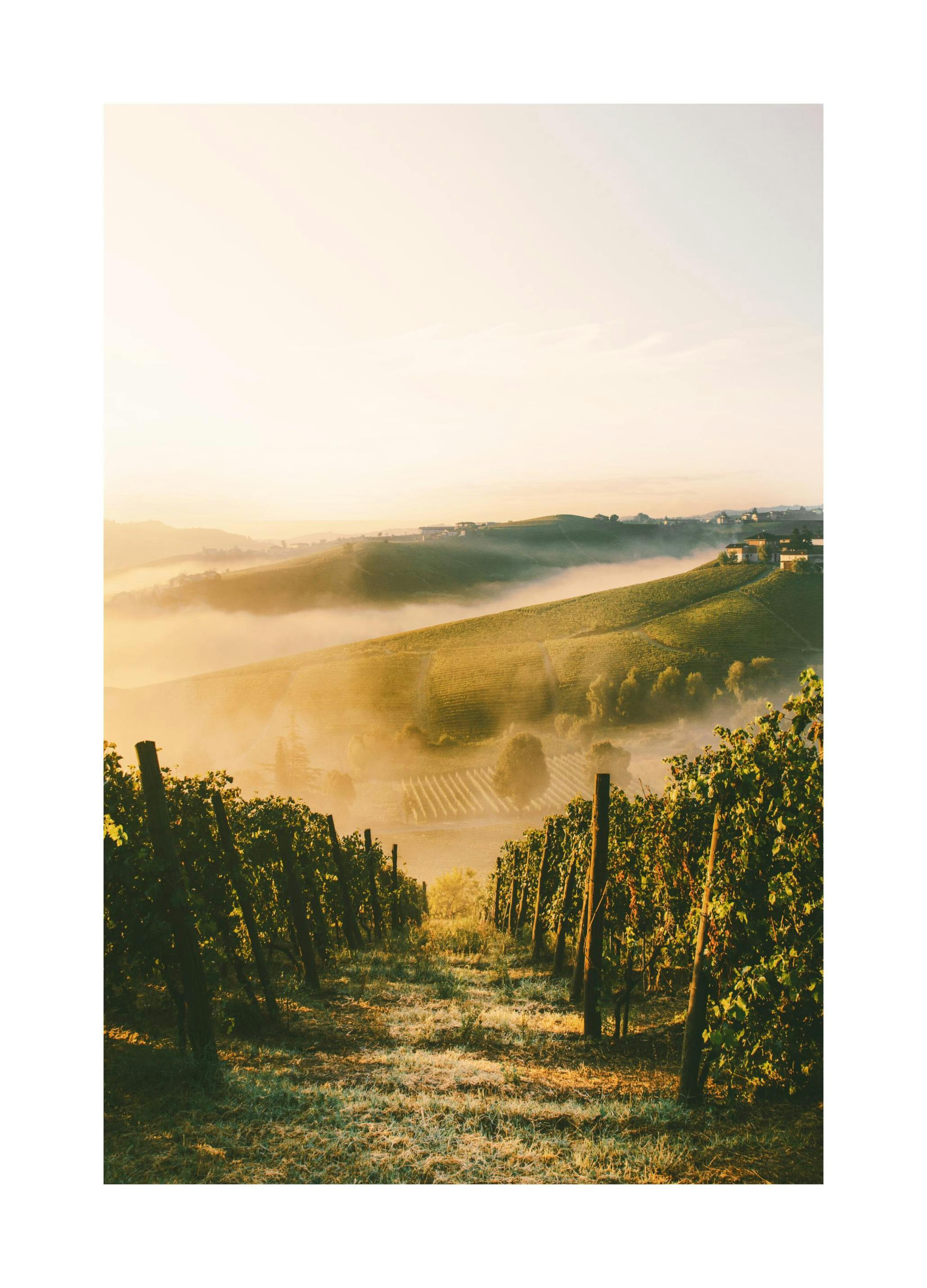 Langhe Vineyard Poster (50x70 cm)- Paisagens