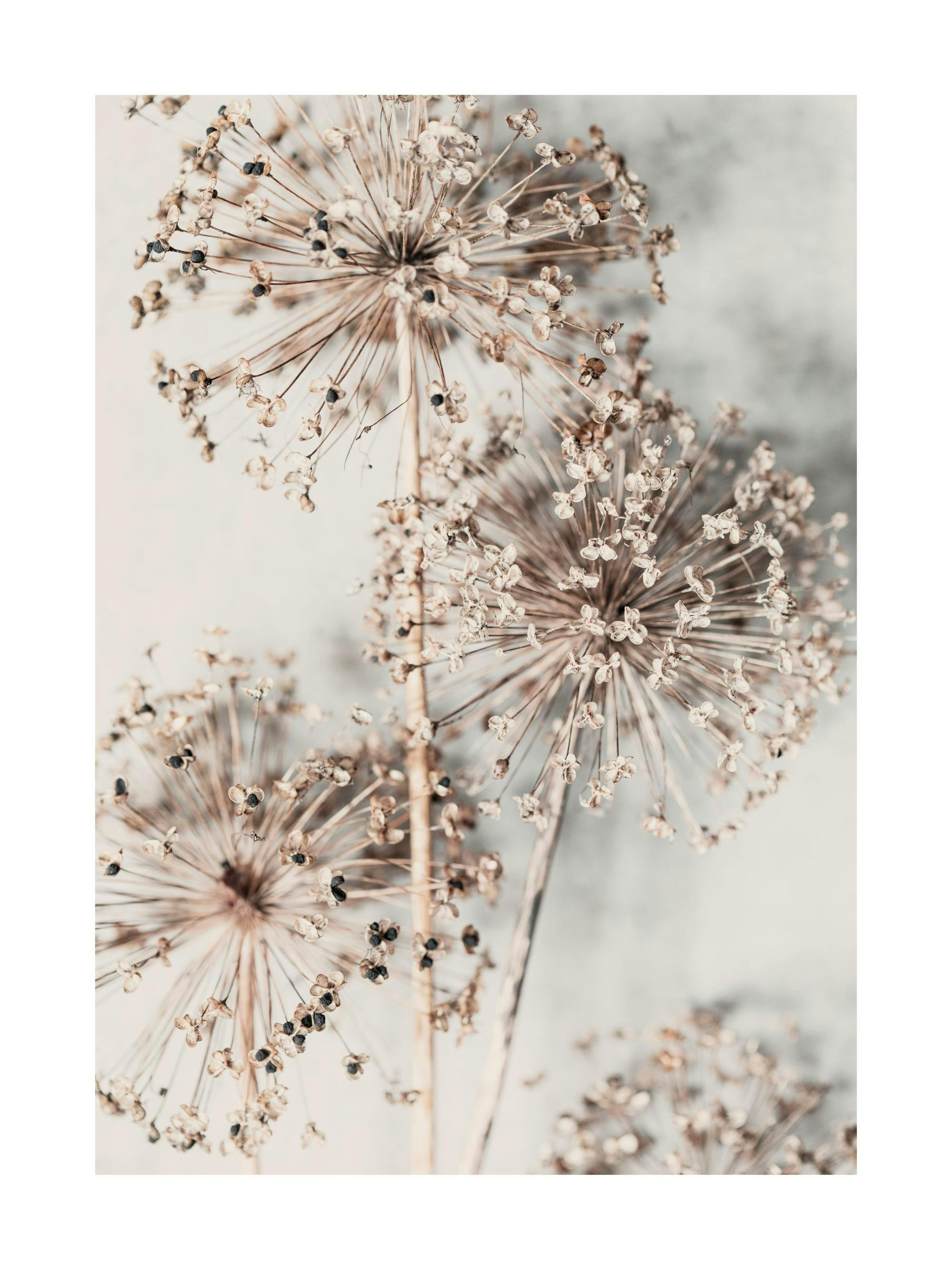 Botanical poster with dried beige allium flowers on a light background, natural detailed photography.