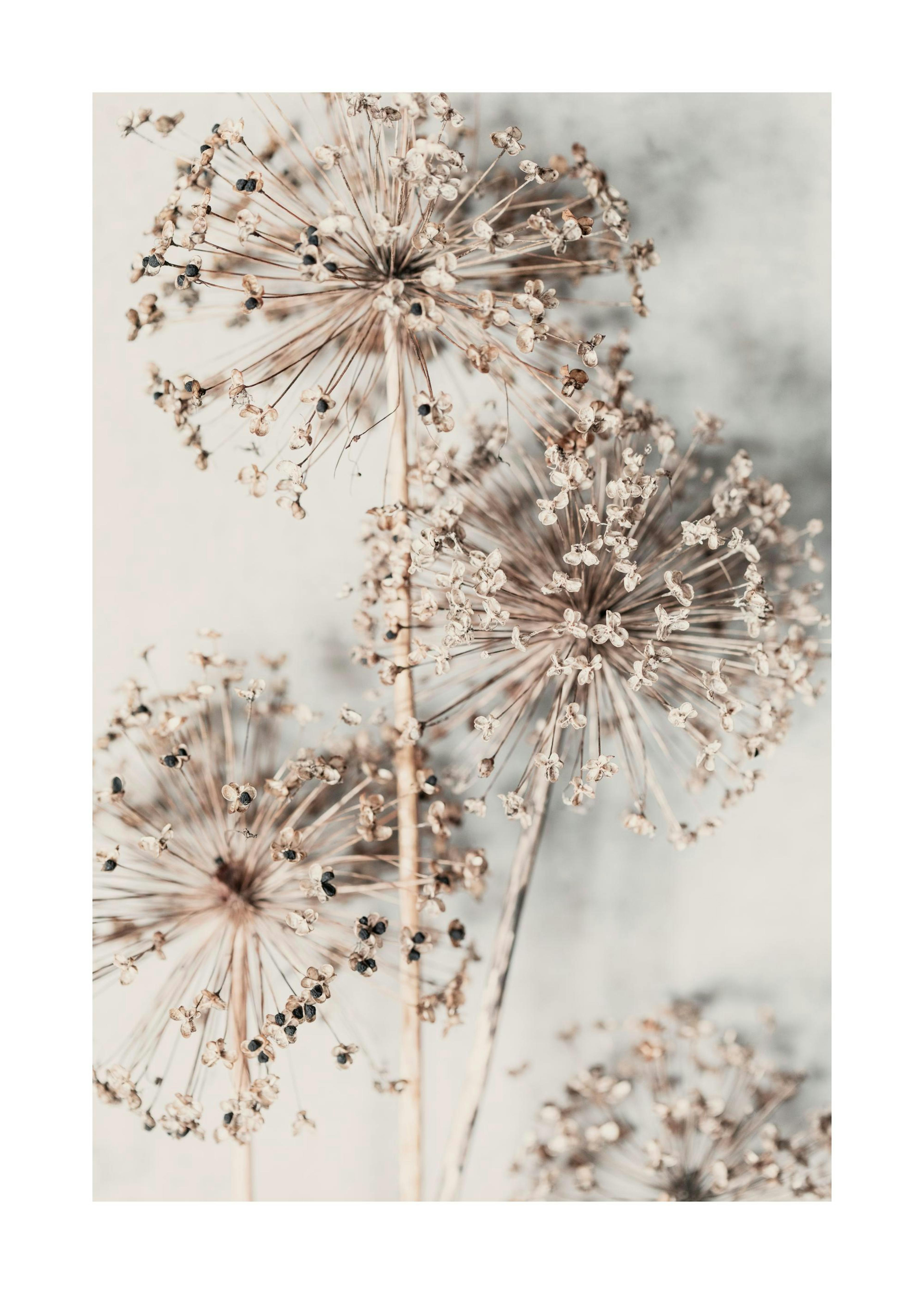 Autumn Allium Poster 0