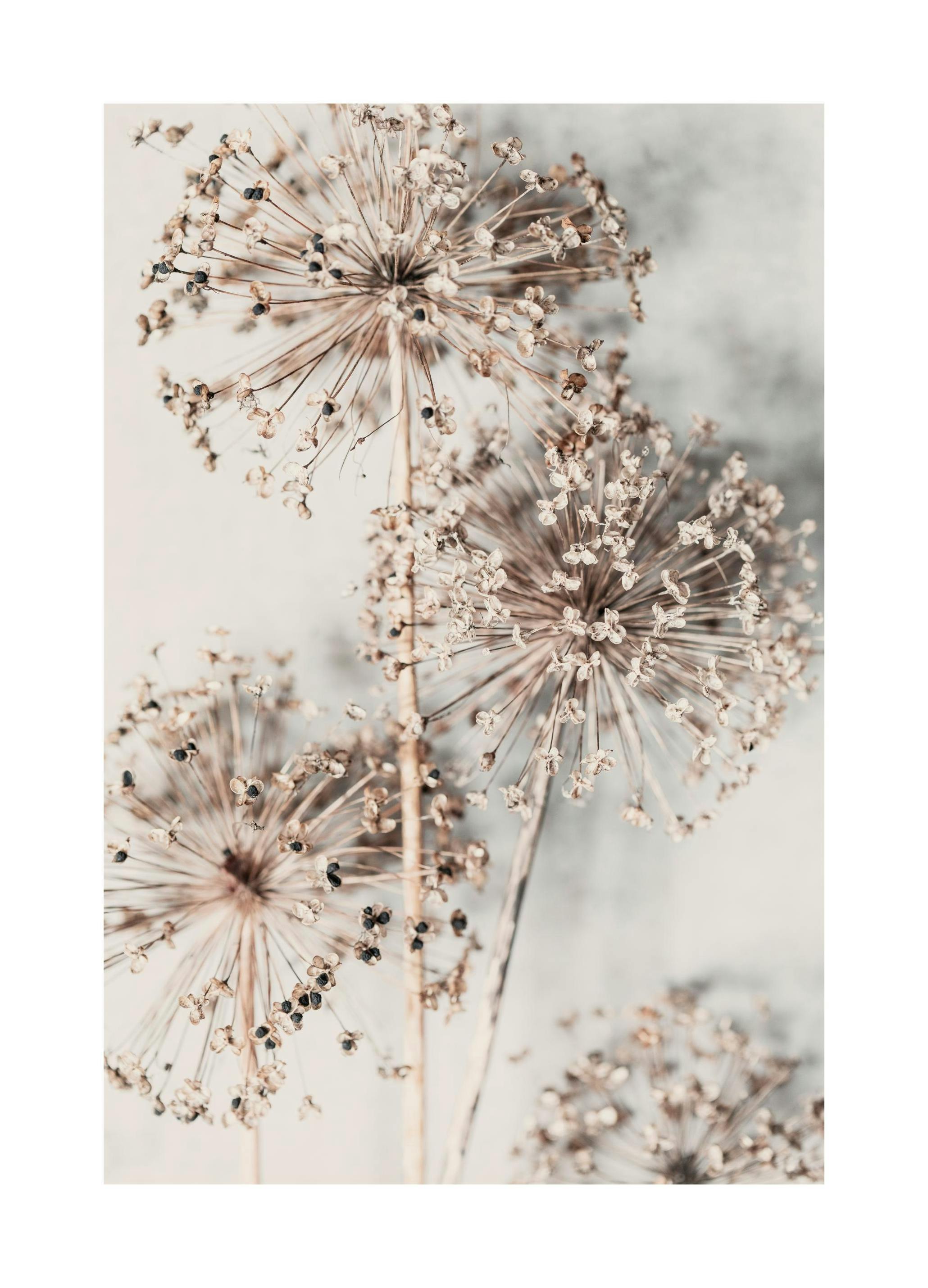 Prints - Autumn Allium (30x40 cm) - Botanical prints