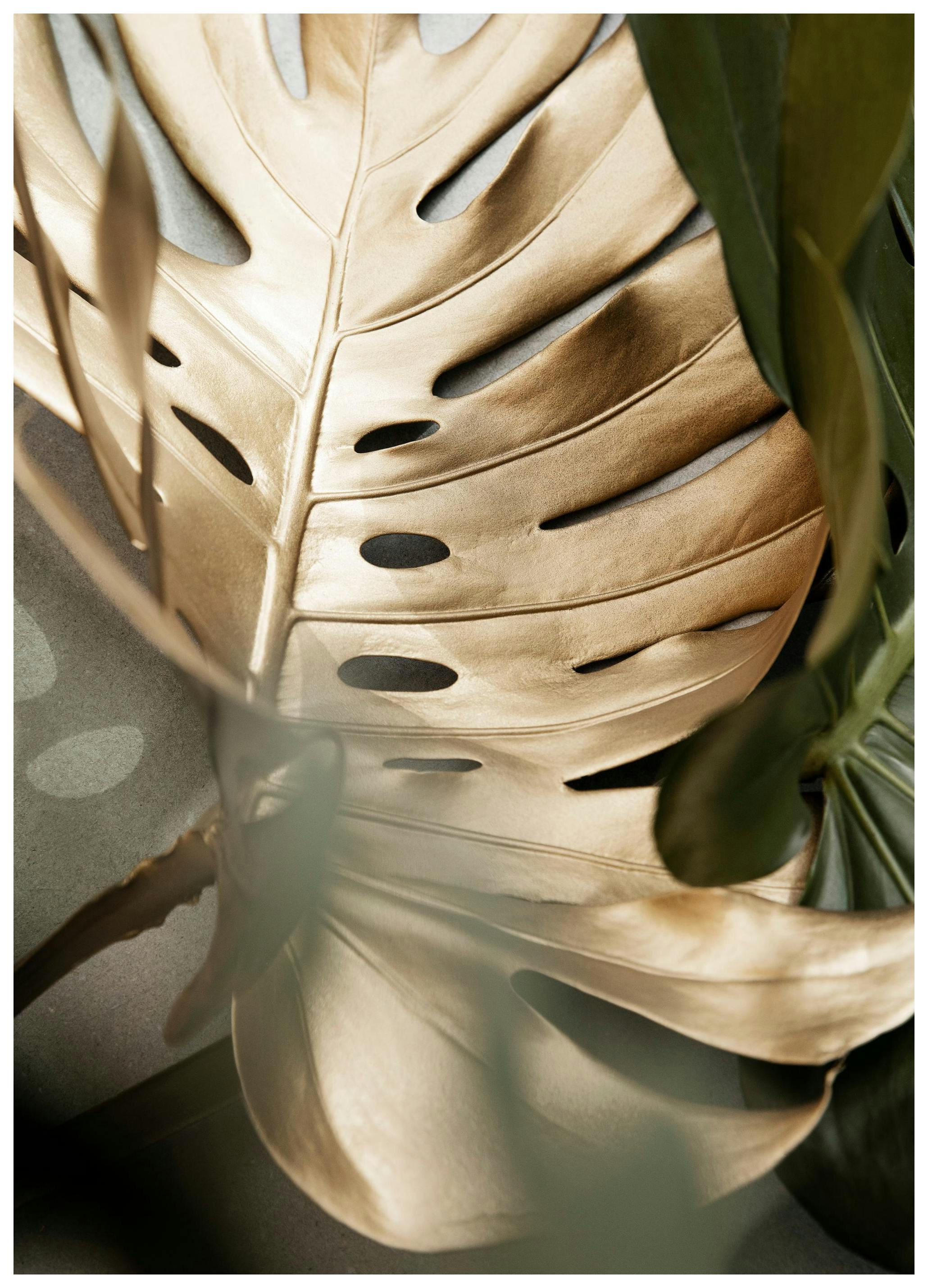 Golden Monstera leaves Print (50x70 cm)
