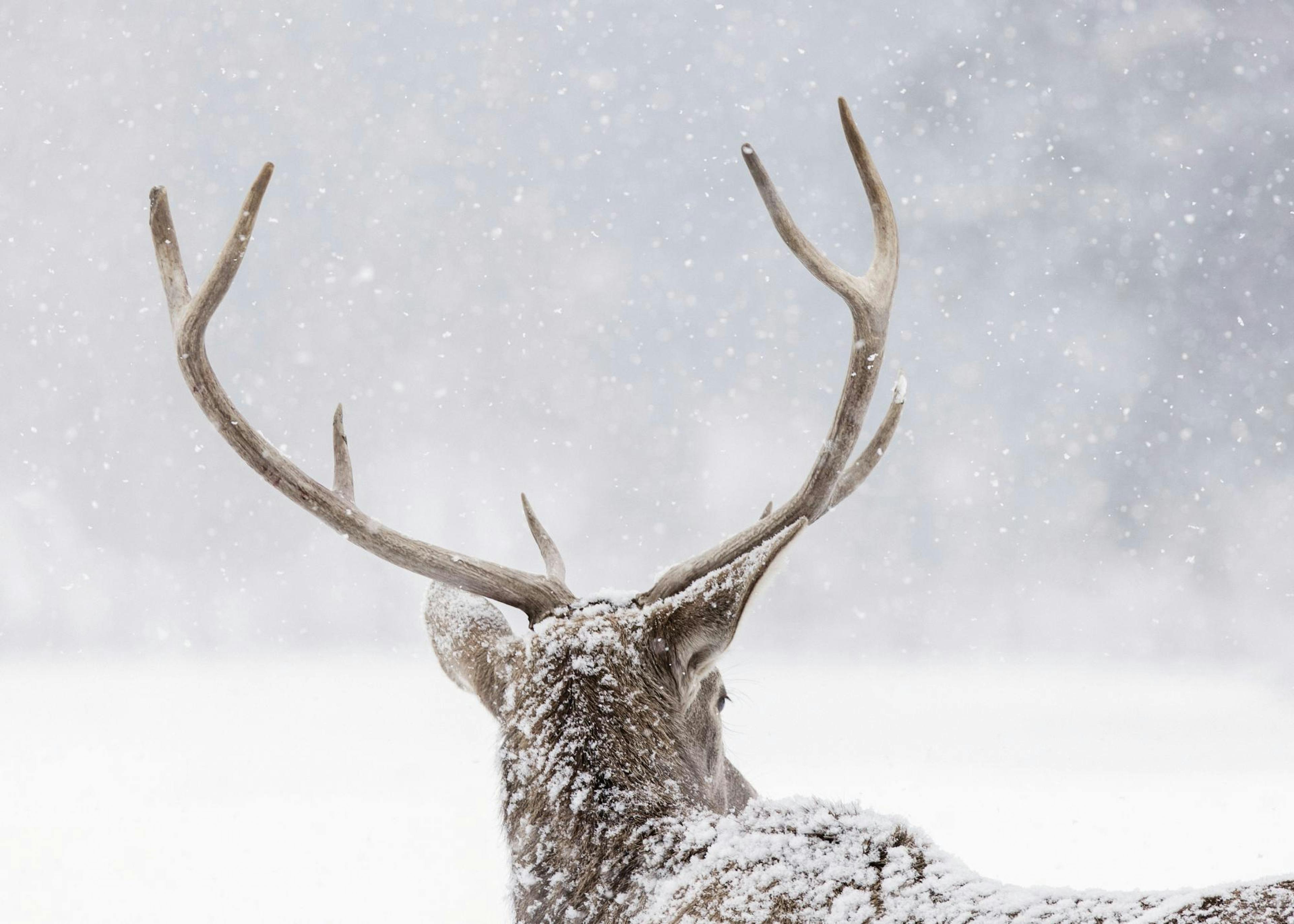 Deer in the Snow Plakat 0