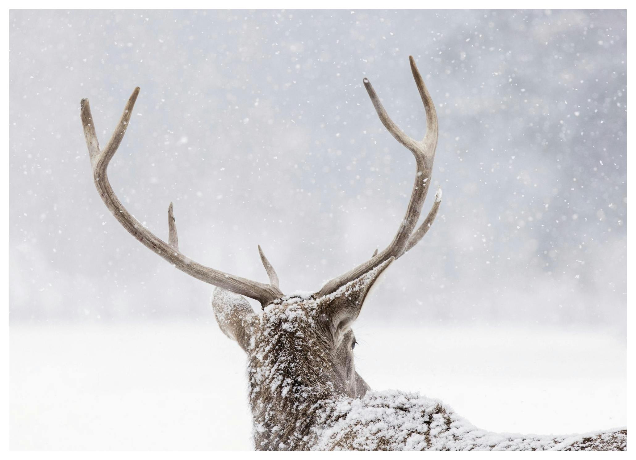Deer in the Snow Print (50x70 cm)