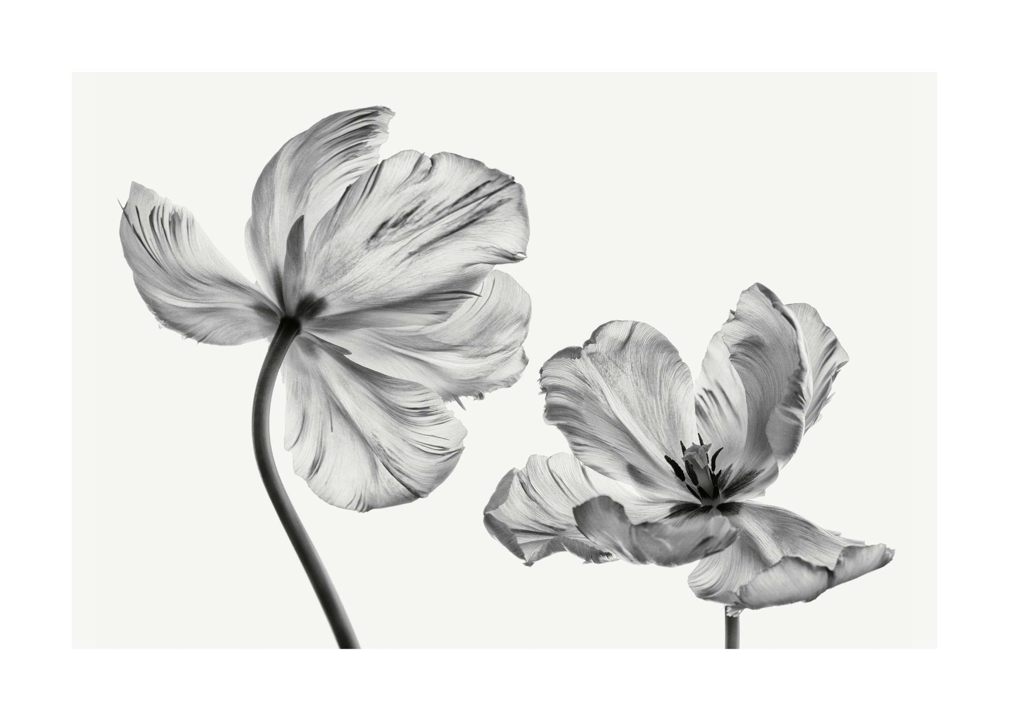 Zwart-wit poster met twee tulpen in close-up, één linksboven en één rechtsonder, met bloemblaadjes die uitwaaieren.