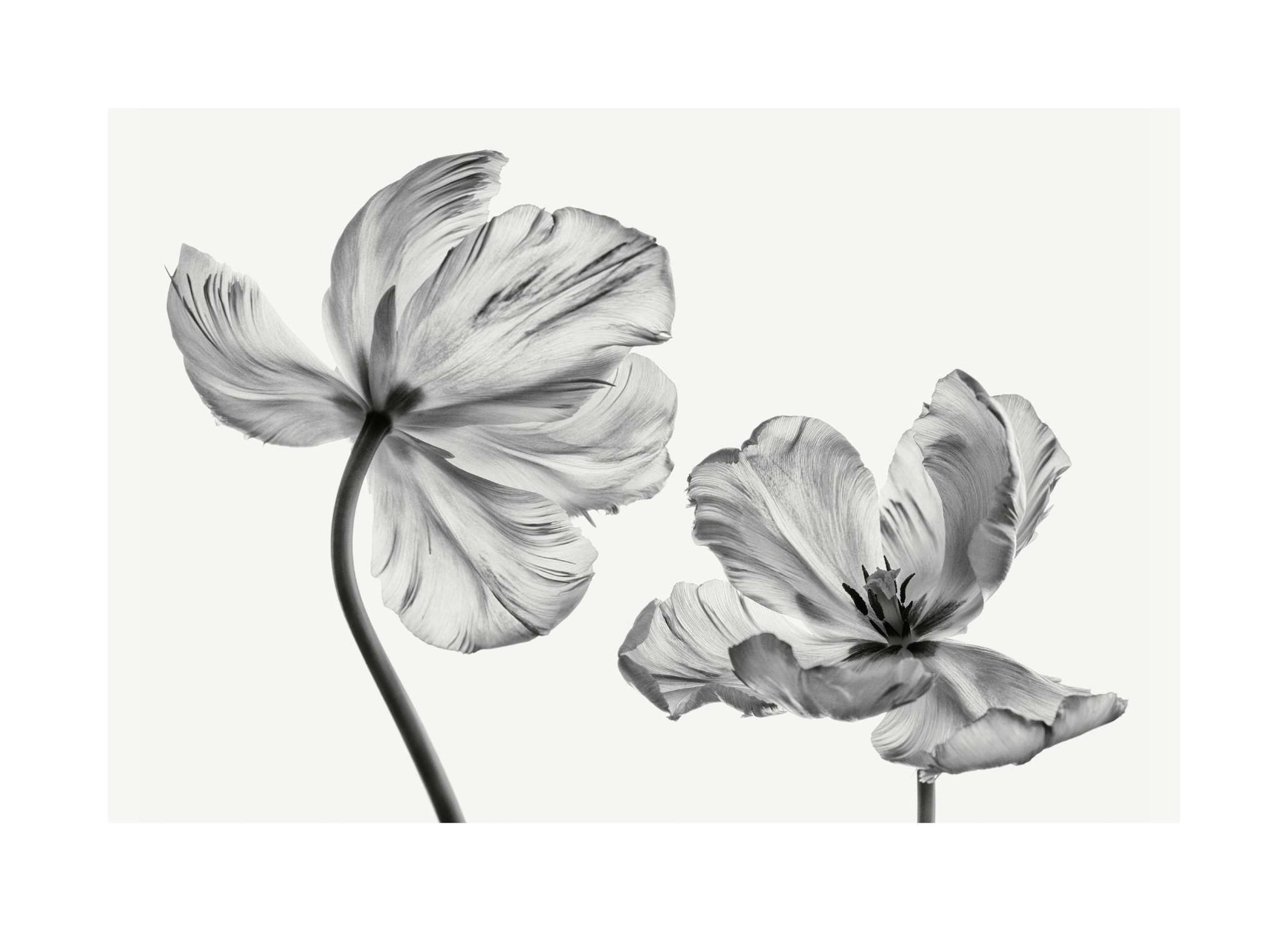 Black and White Tulips Print (50x70 cm)