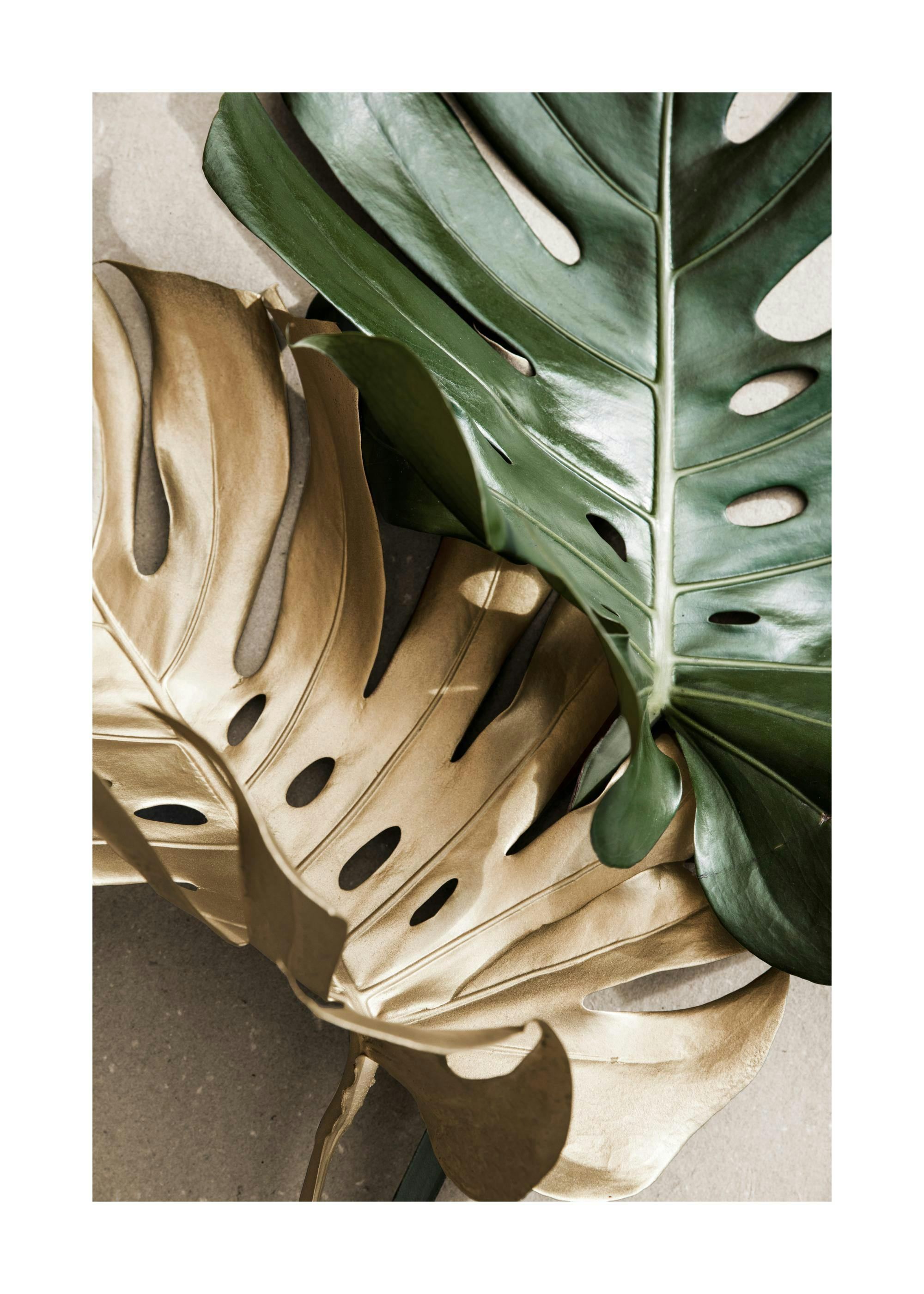 Gold and green Monstera leaves art poster on a white background, tropical plant decor.