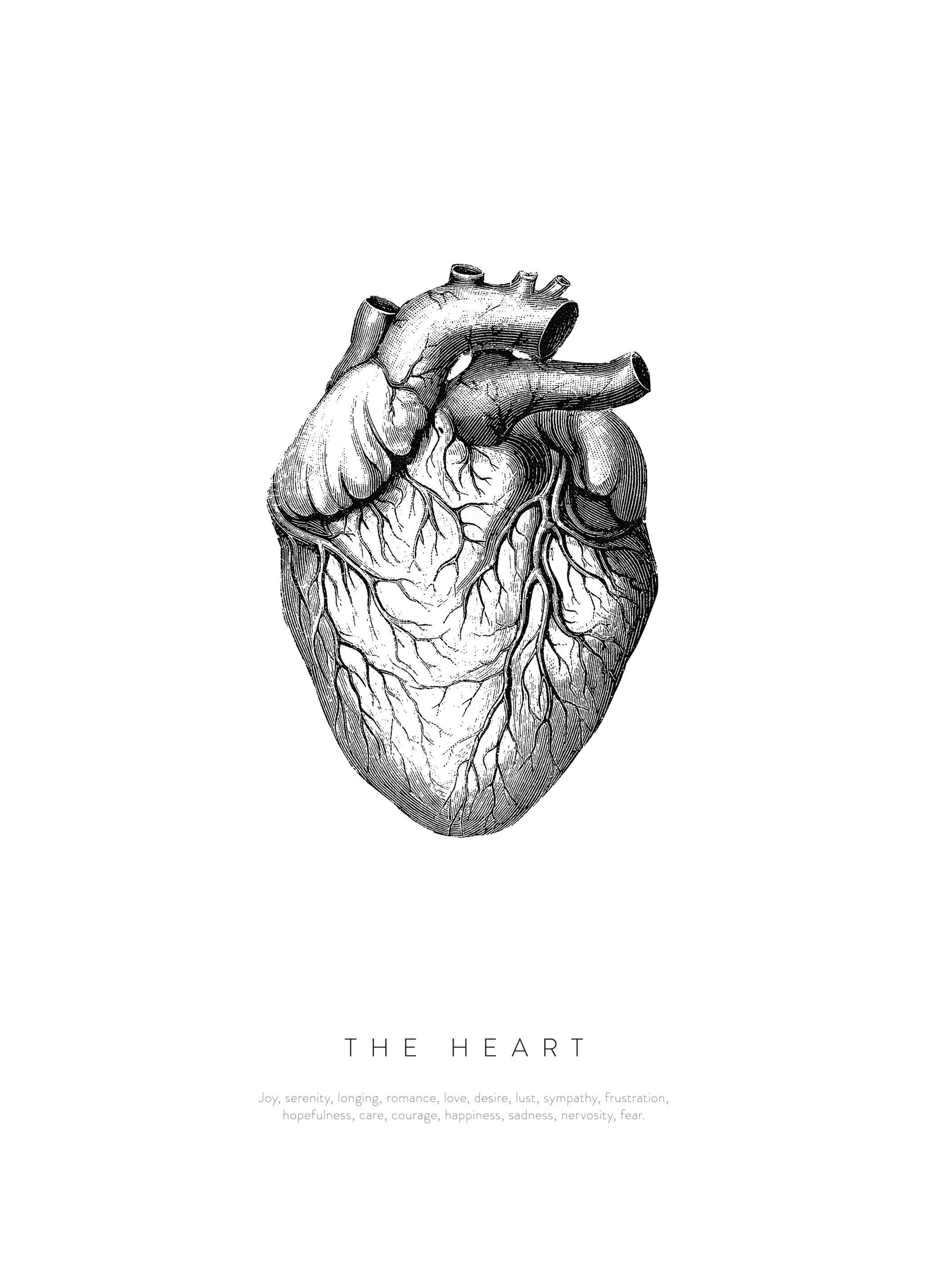 Prints - Anatomy of the Heart Print (30x40 cm) - Illustration prints