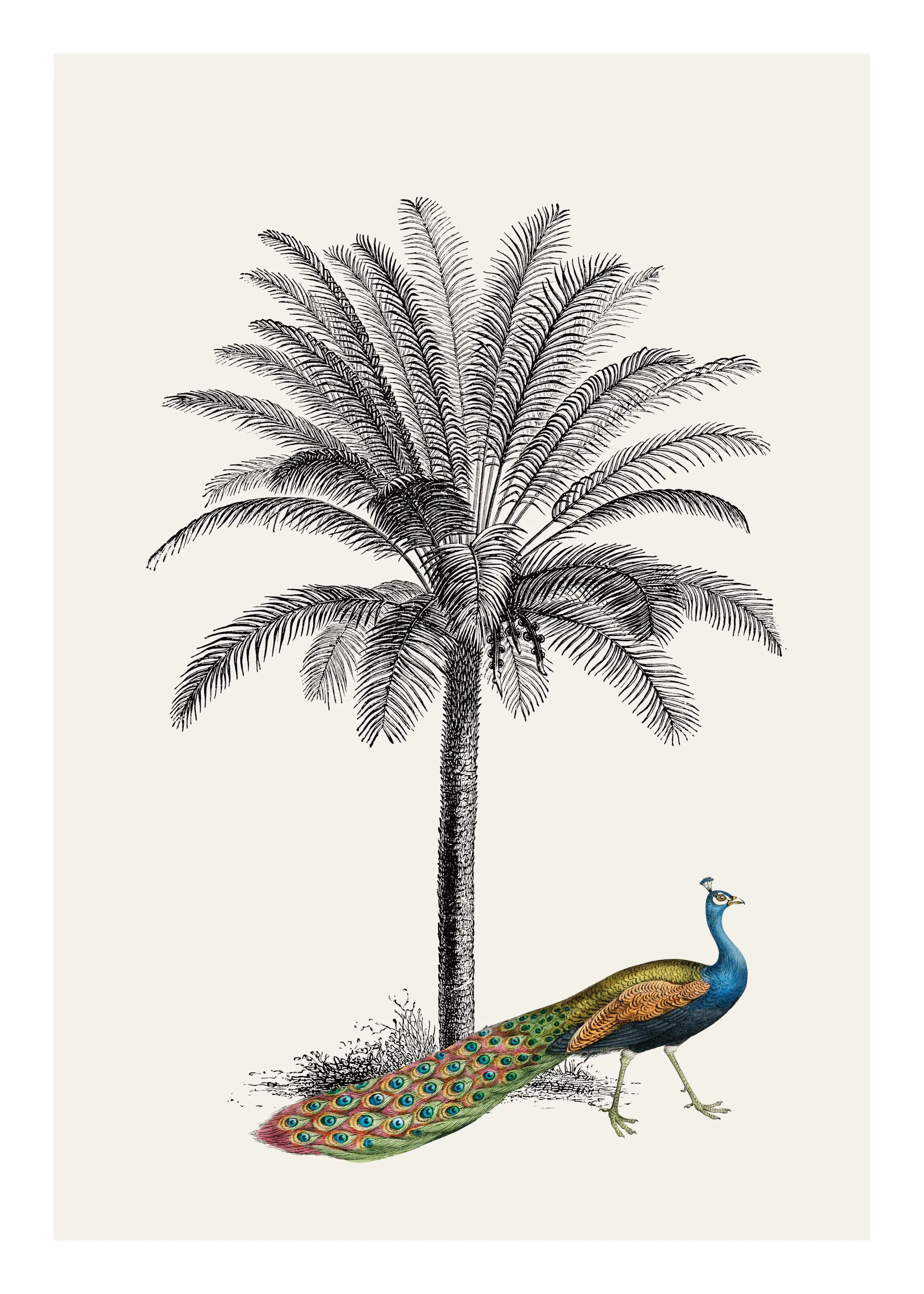 Royal Botanical Peacock poster print with a black and white palm tree and a colorful peacock.