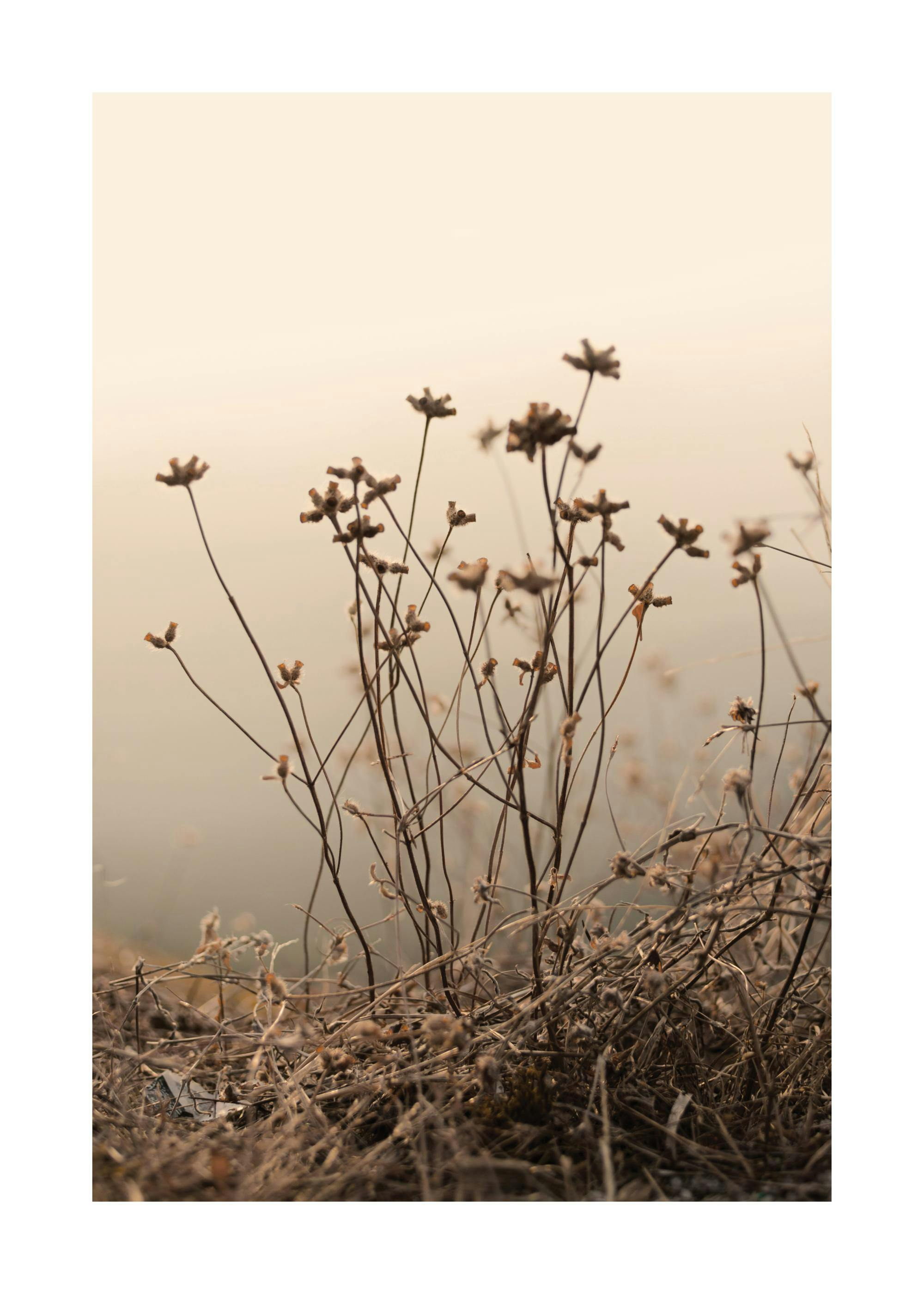 Withered flowers stand tall in a sepia-toned field, captured in a rustic, natural landscape print.