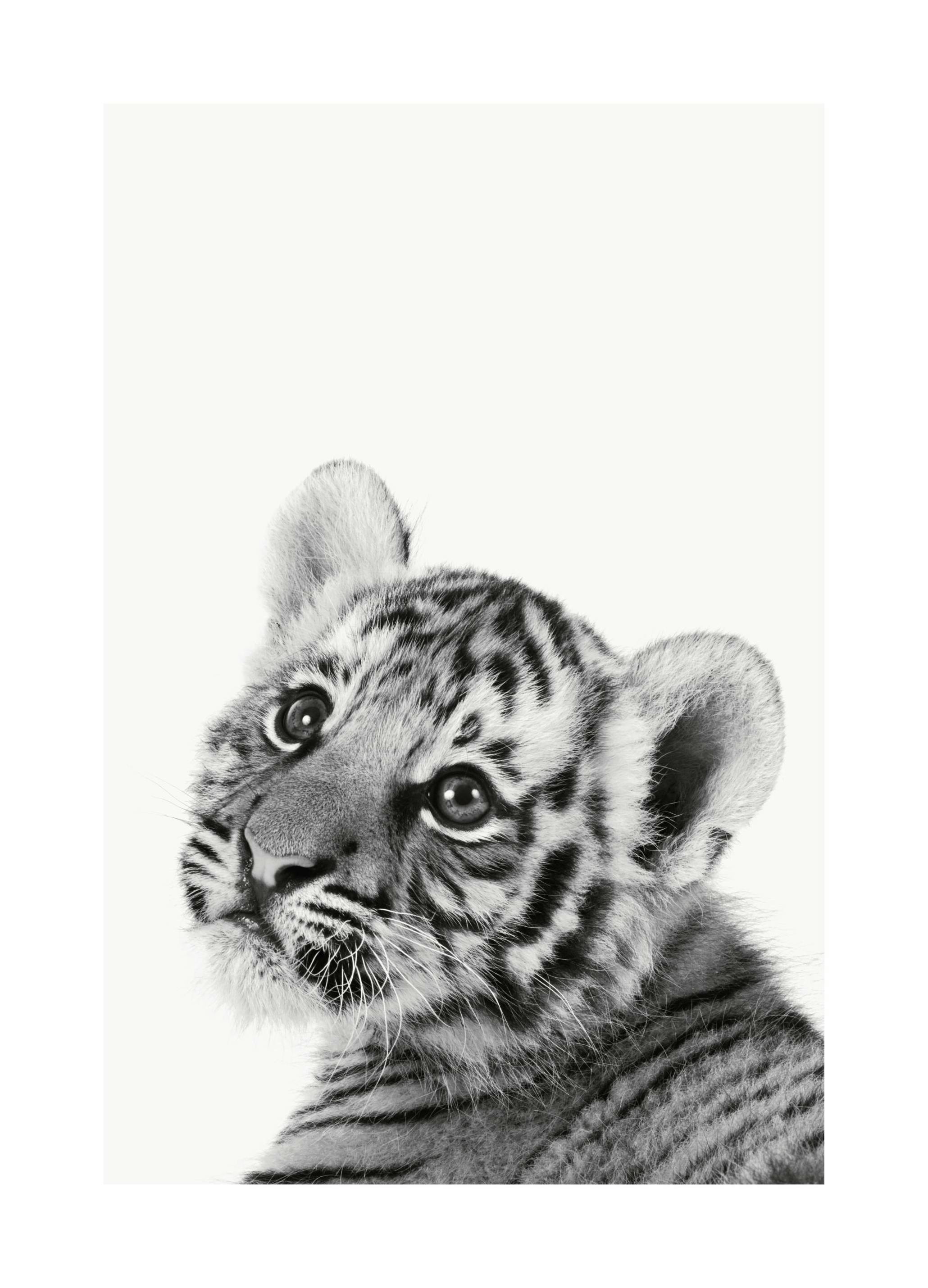 Baby Tiger Plakat (21x30 cm)- Plakaty ze zwierzętami