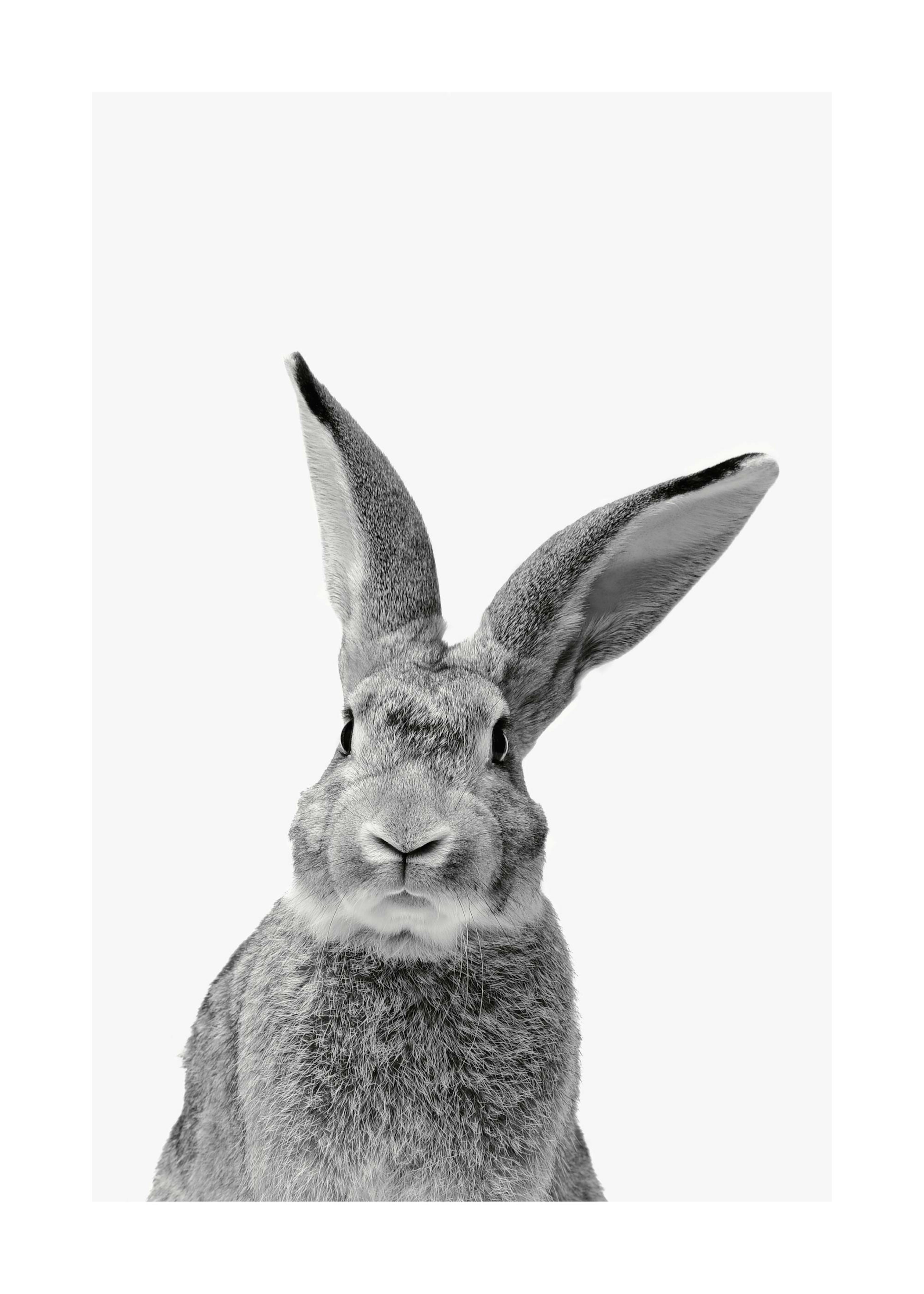 Póster de conejo en blanco y negro, con la cabeza del animal centrada y sus orejas grandes y erguidas, sobre un fondo blanco lis