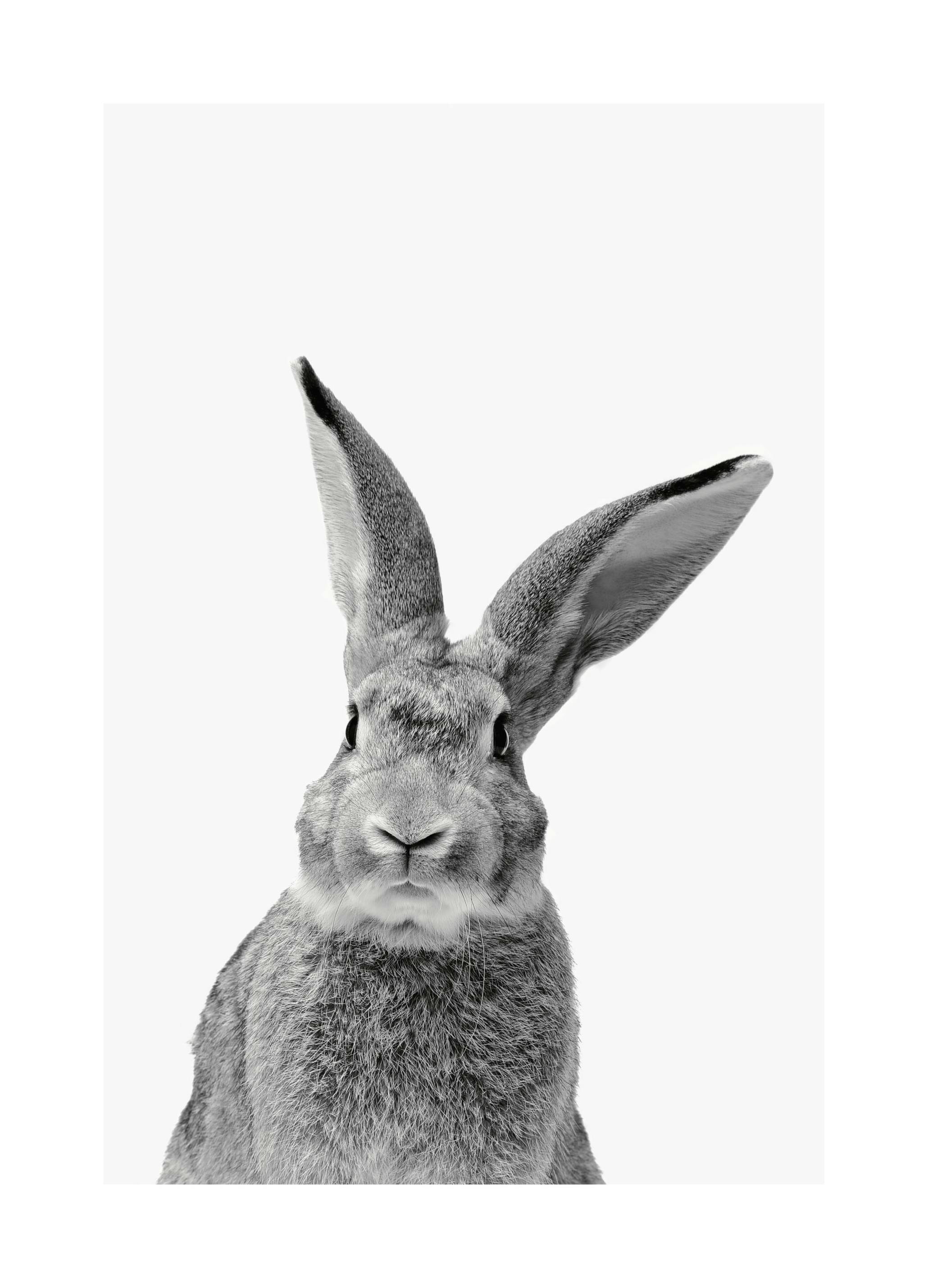 Black and White Rabbit Plakat (30x40 cm)- Plakaty ze zwierzętami