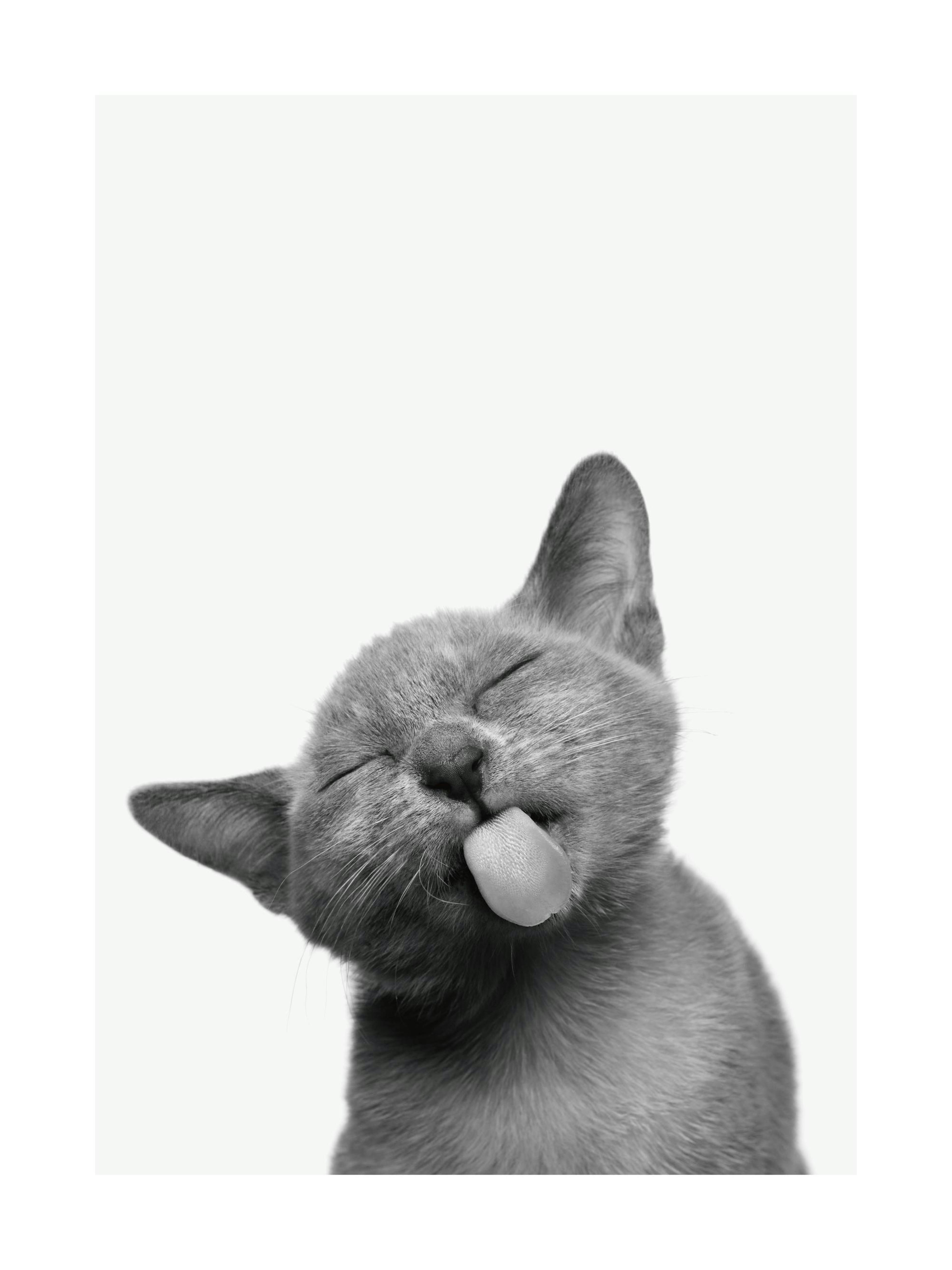 Black and white cat poster with eyes closed and tongue sticking out