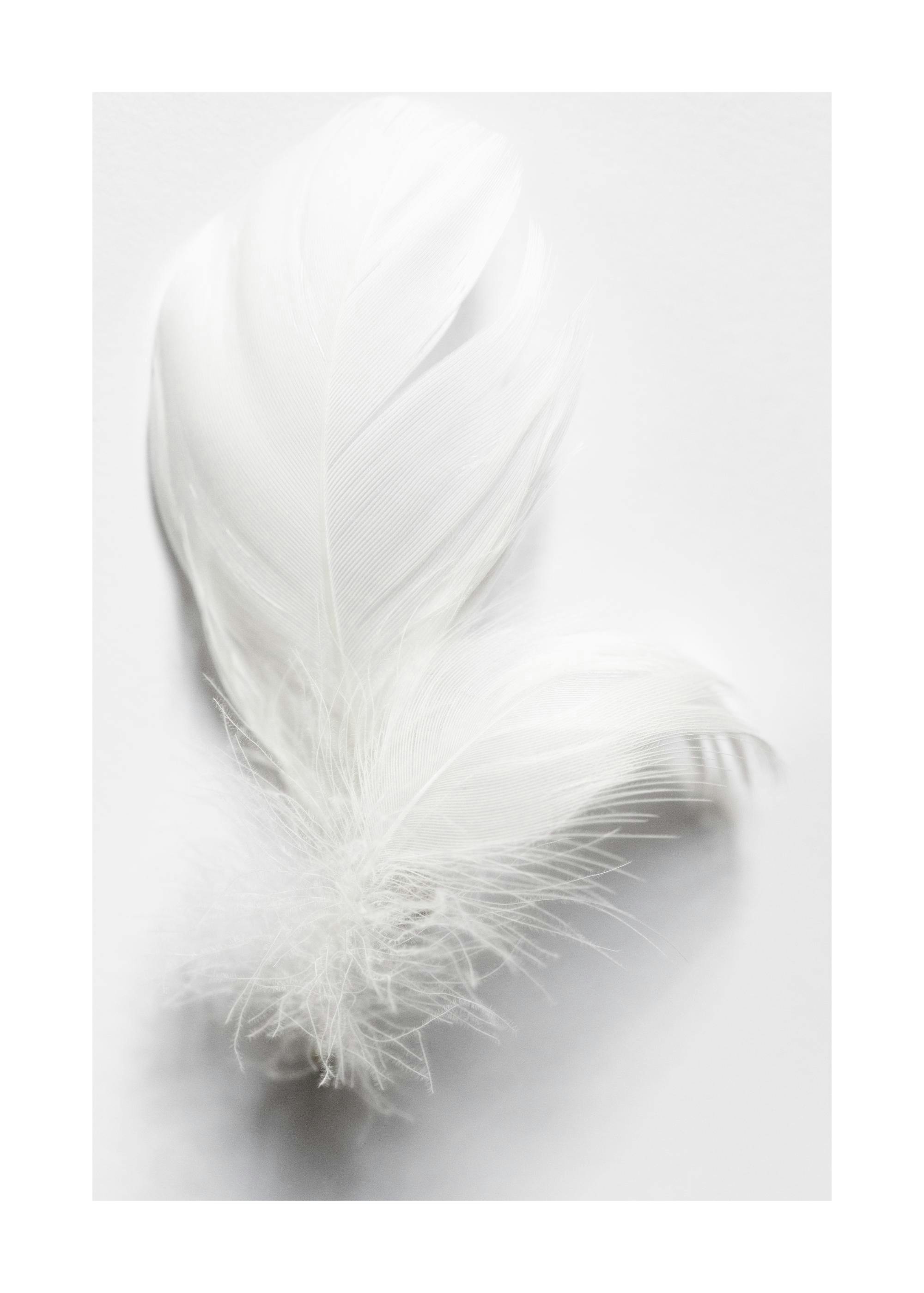 White feather poster, delicate plumage, soft texture, minimalist design, elegant wall art.