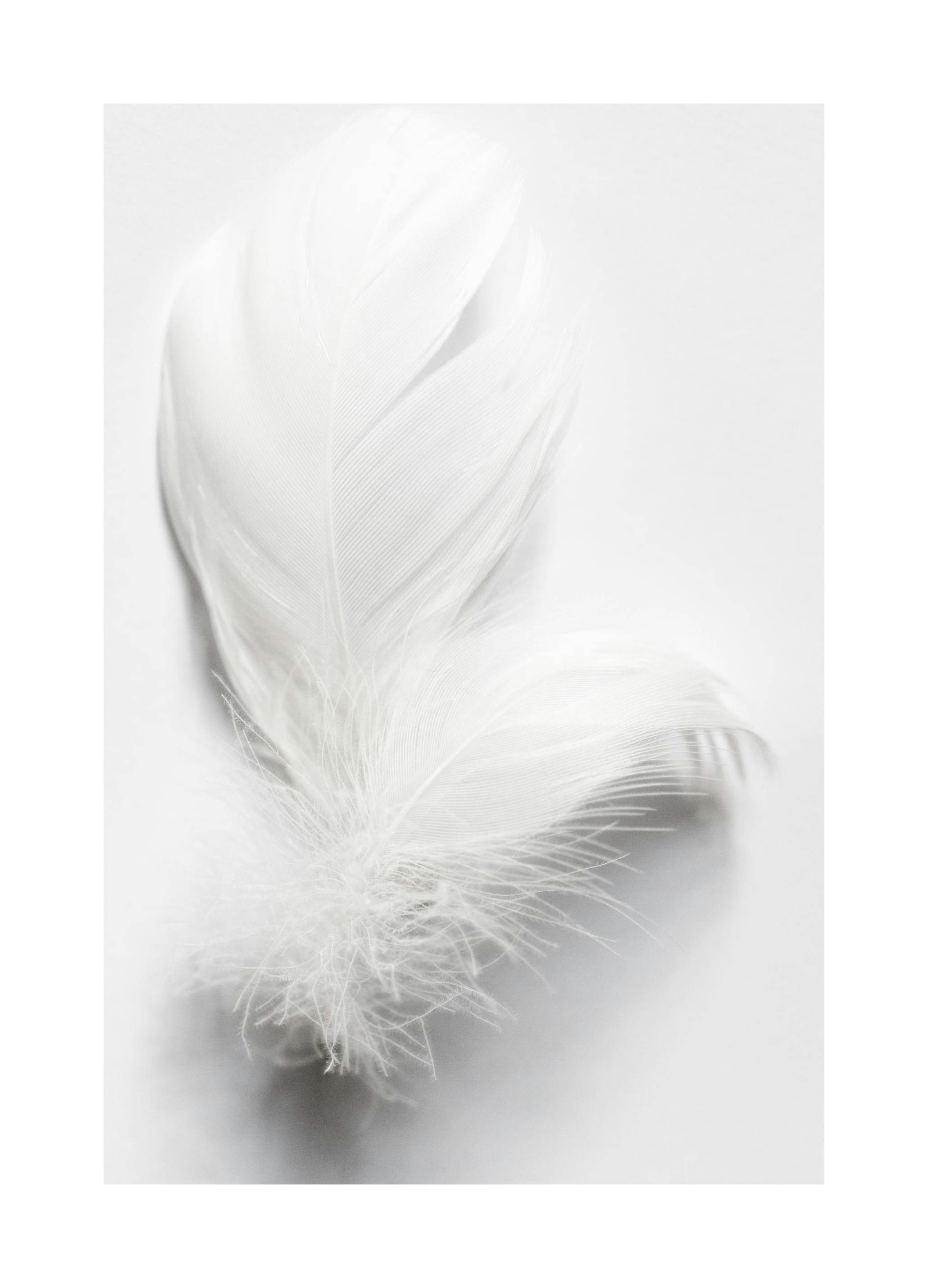 White Feathers Plakat (50x70 cm)- Czarno-białe zdjęcia