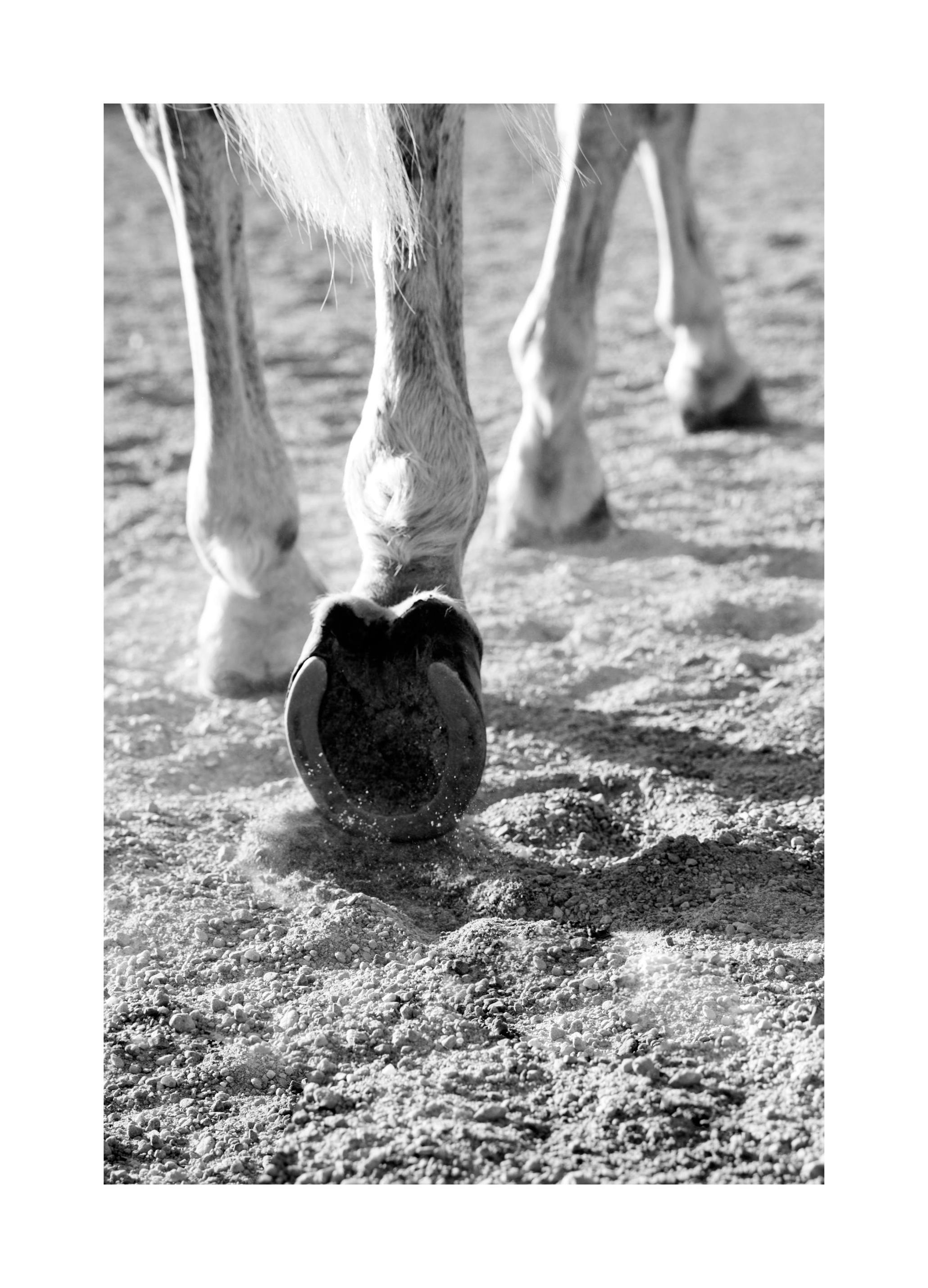 Horse Hoofs Poster (30x40 cm) - Poster