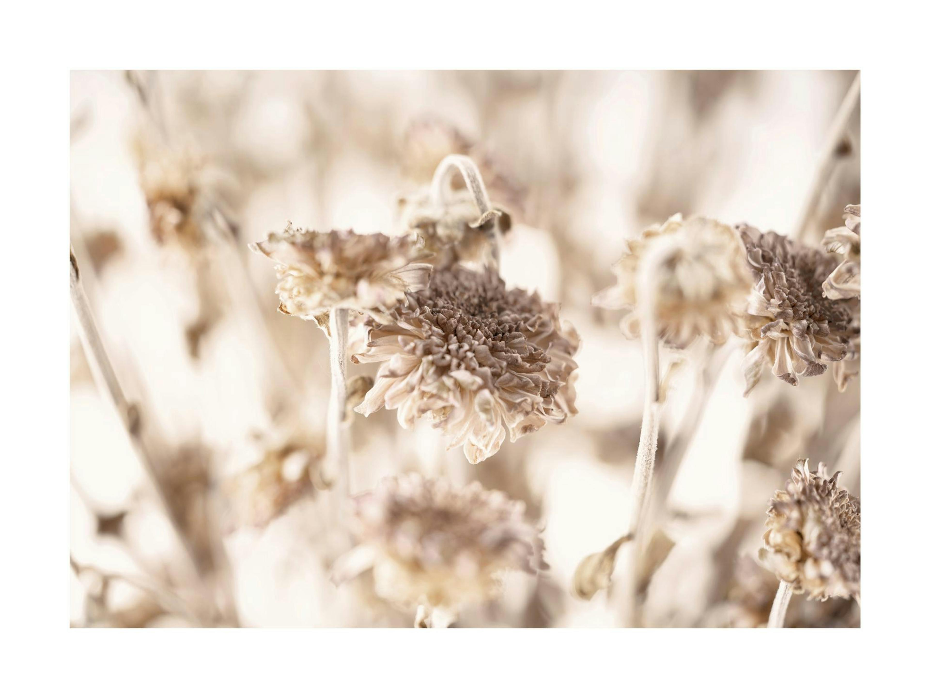 Close-up photo of delicate dried daisies in soft beige tones; a botanical print for home decor.