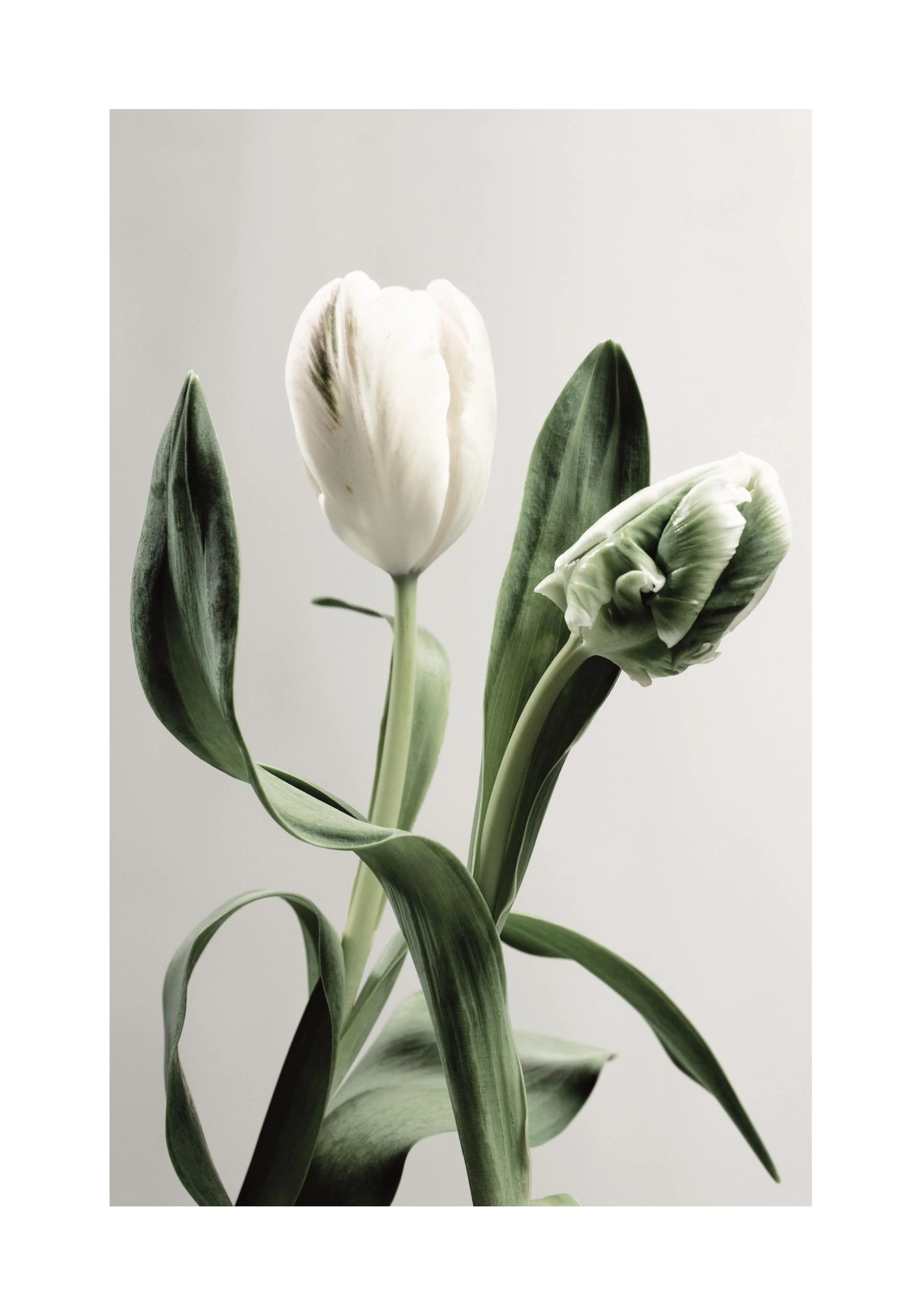 Affiche de tulipes vertes et blanches sur fond gris clair, photographie de fleurs botaniques