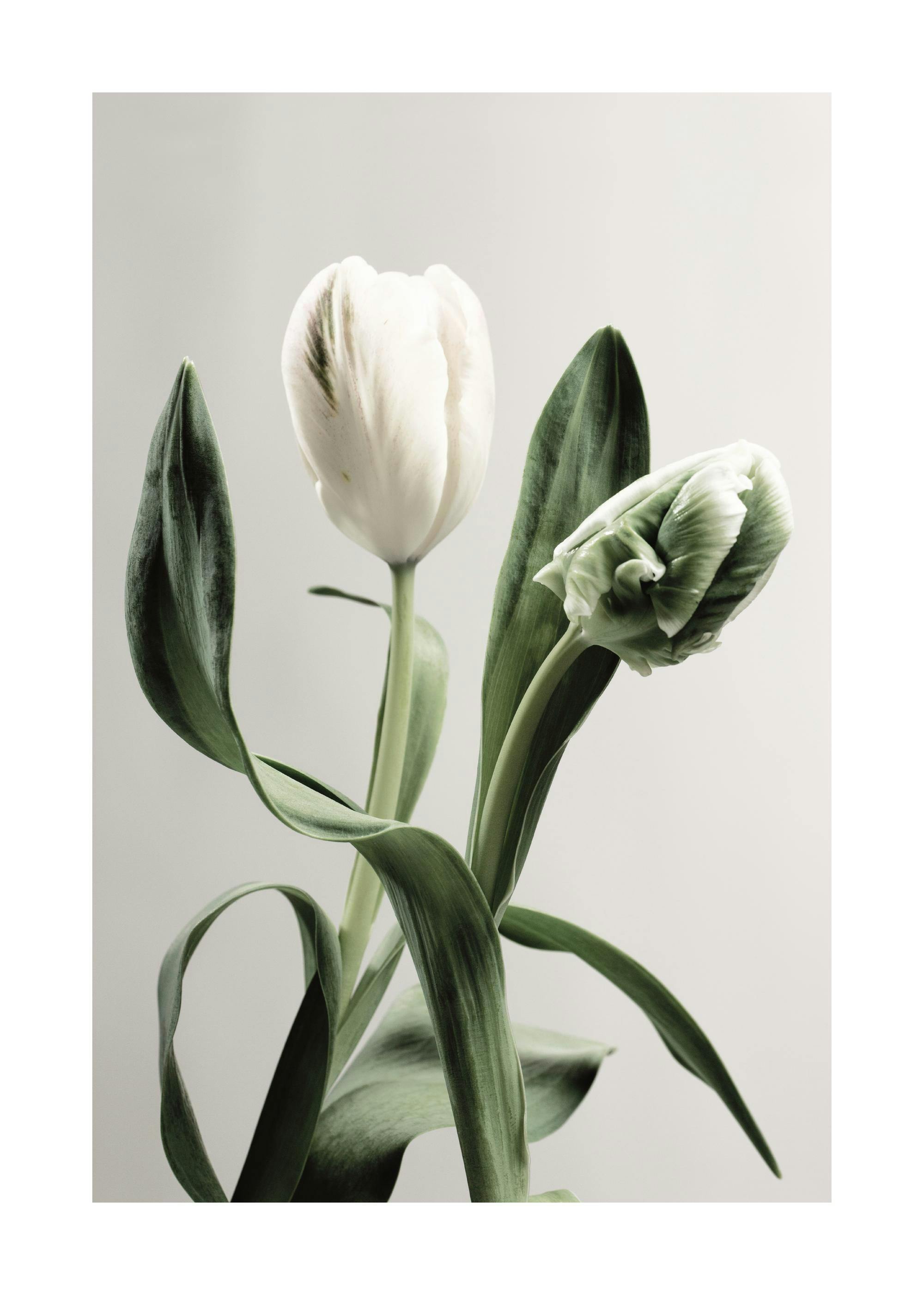 Fotografia zeleného a bieleho tulipána s listami na bledošedom pozadí, kvetinový botanický plagát.