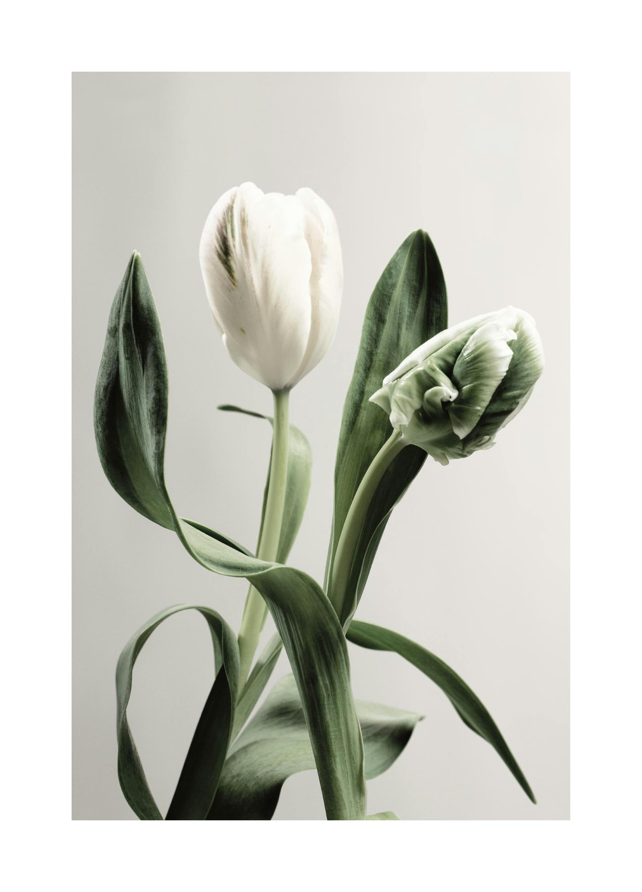 Green Tulips Poster (30x40 cm) - Bloemen
