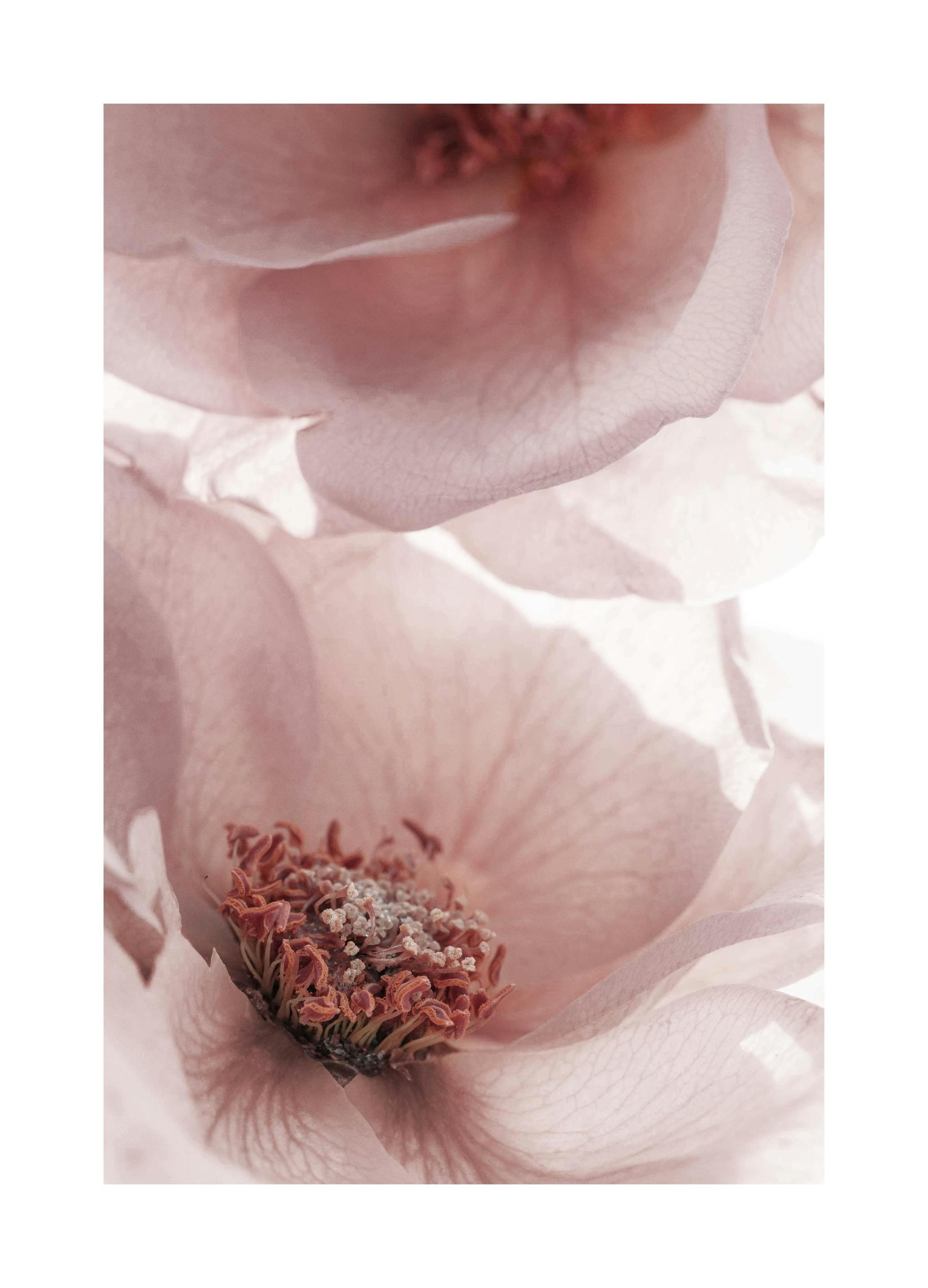 Prints - Garden Roses Print (30x40 cm) - Floral prints