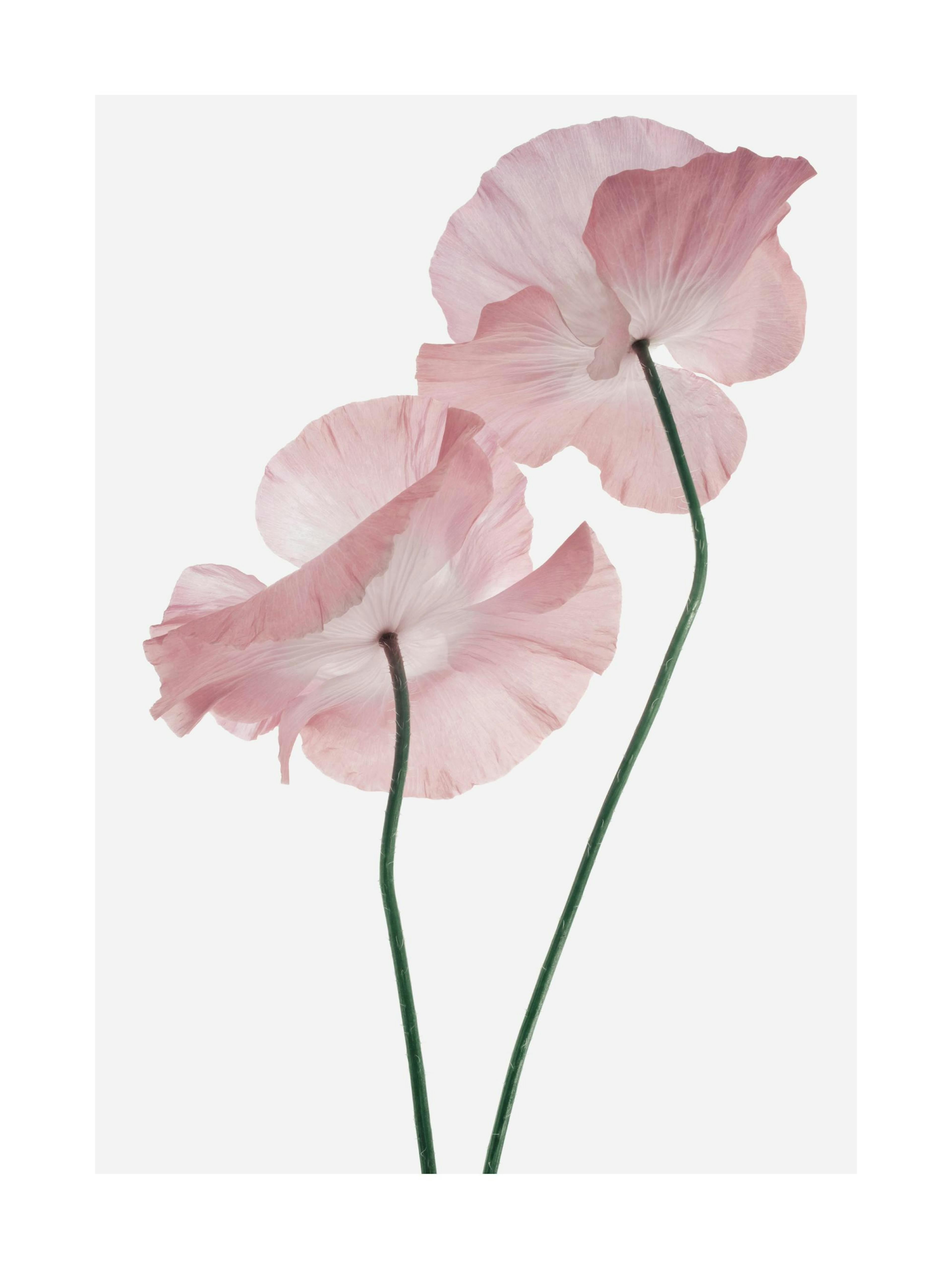 Pink poppy flower print with two delicate pink poppies and green stems on a light grey background poster.