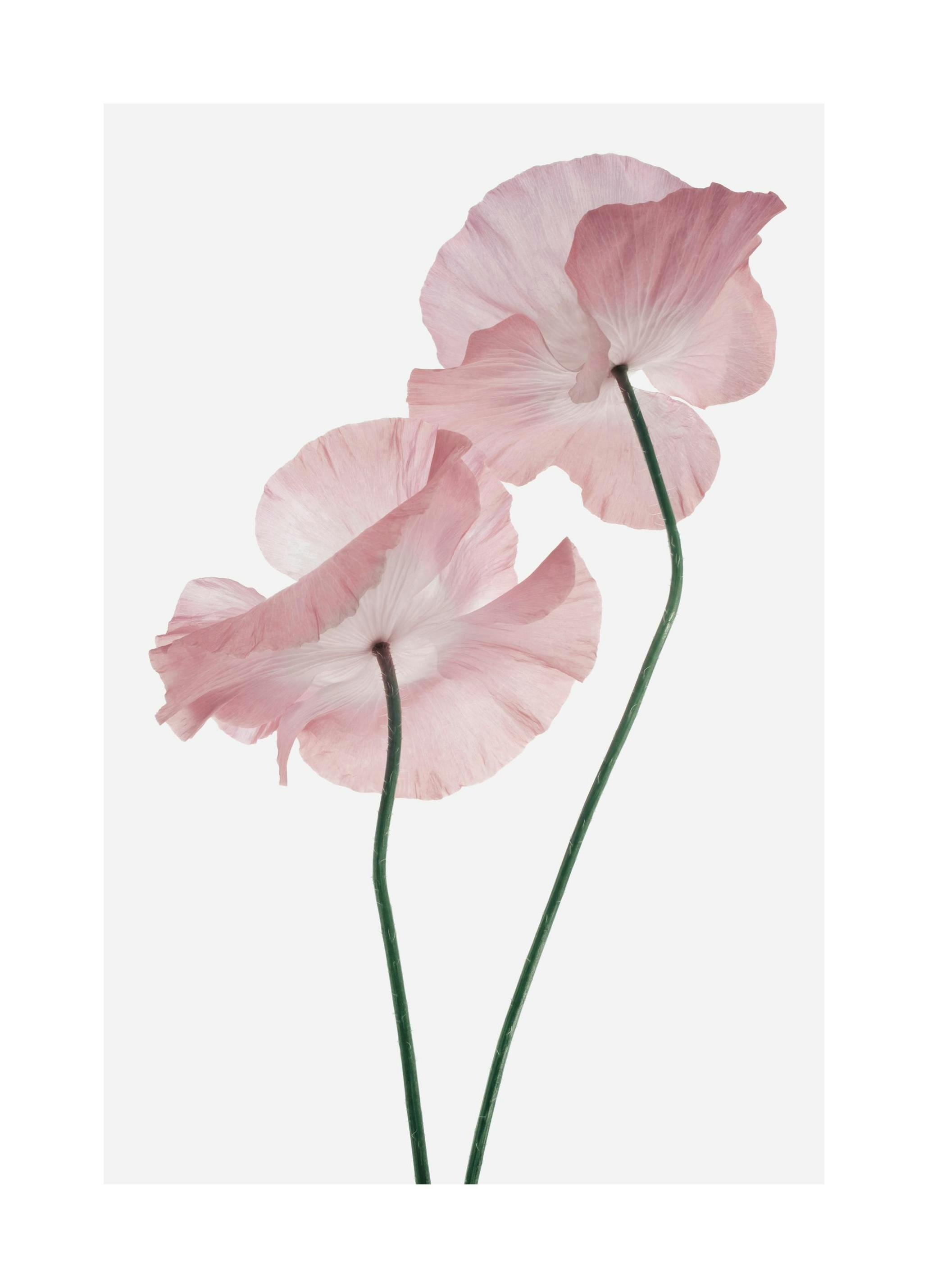 Pink Poppies Poster (30x40 cm)