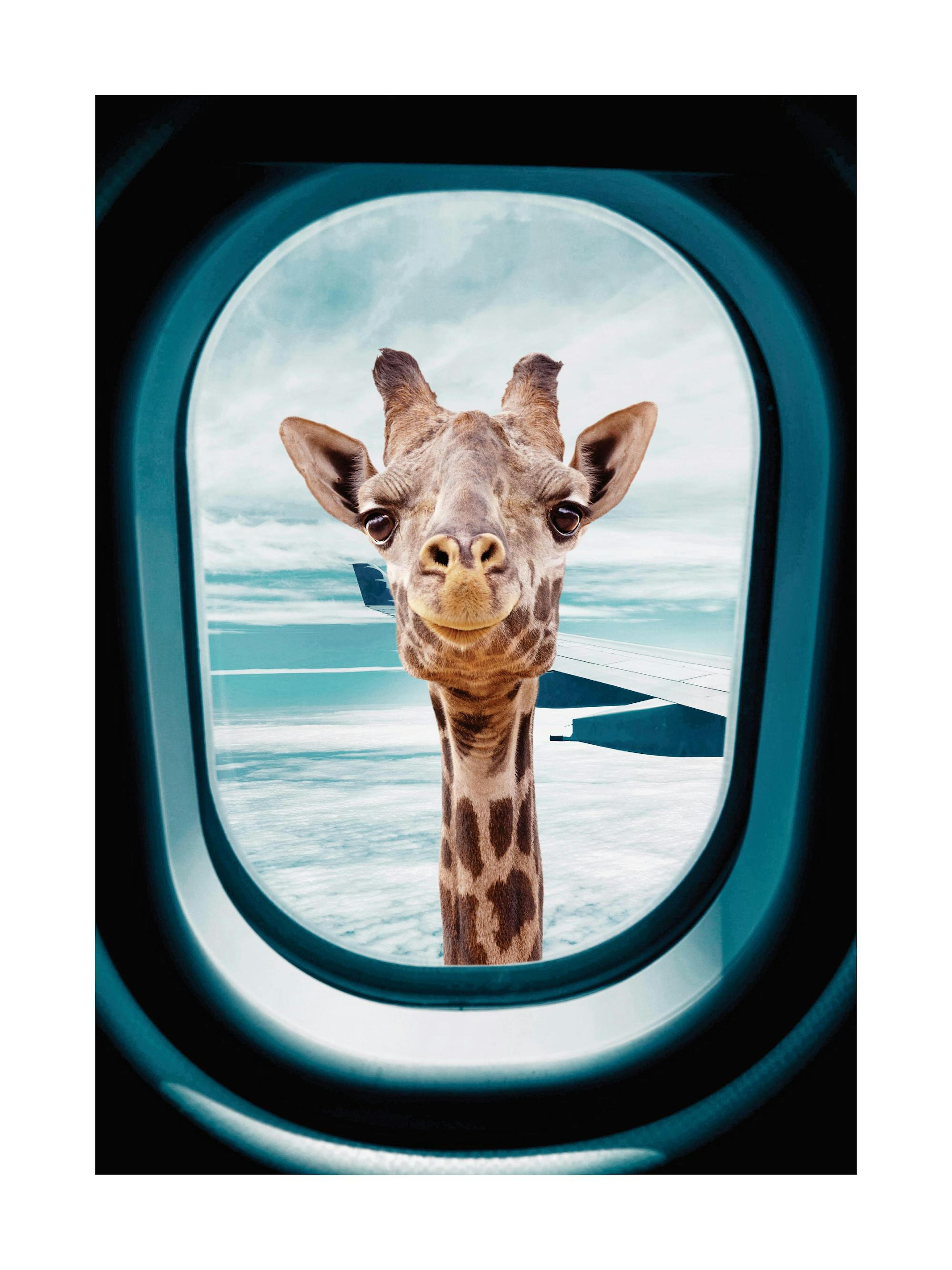 Curious giraffe peeking through an airplane window, a whimsical print poster.