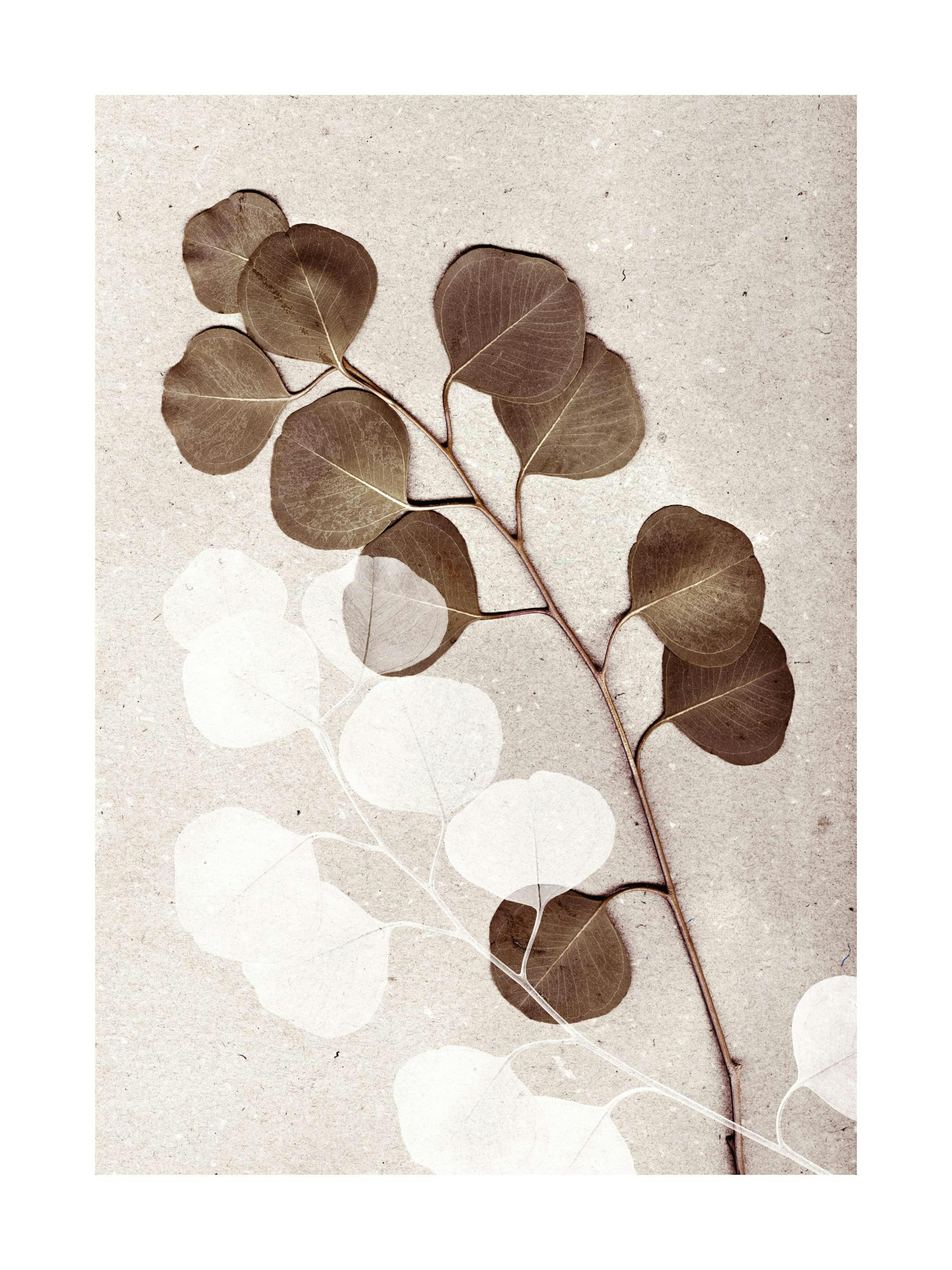 Fotografi af en eukalyptusgren med brune blade og en hvid illustreret gren på beige stenbaggrund. Botanisk plakat.