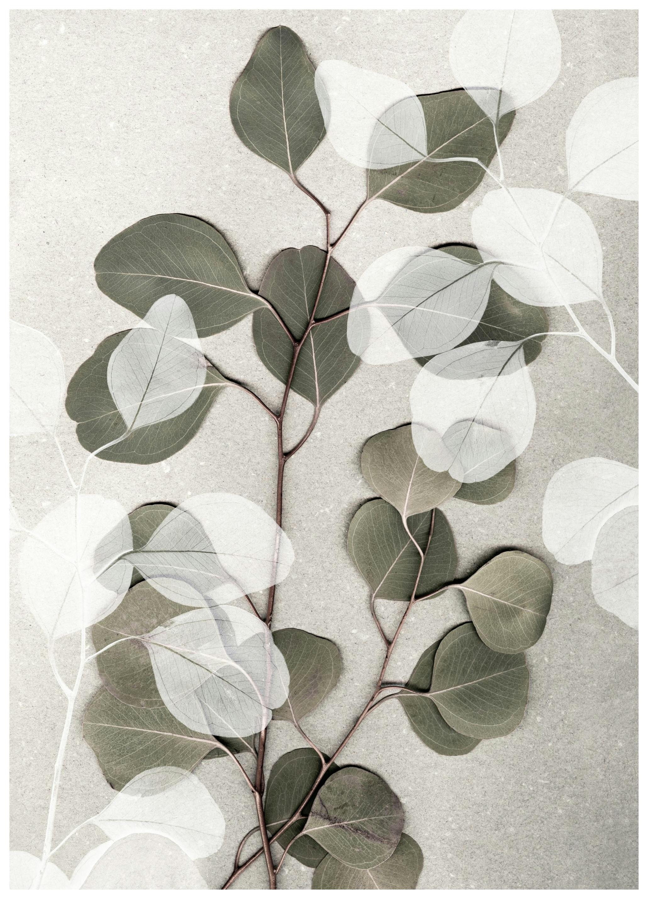 Eucalyptus Art No1 Plakat (50x70 cm) - Plakater > Botaniske plakater > Planteplakater
