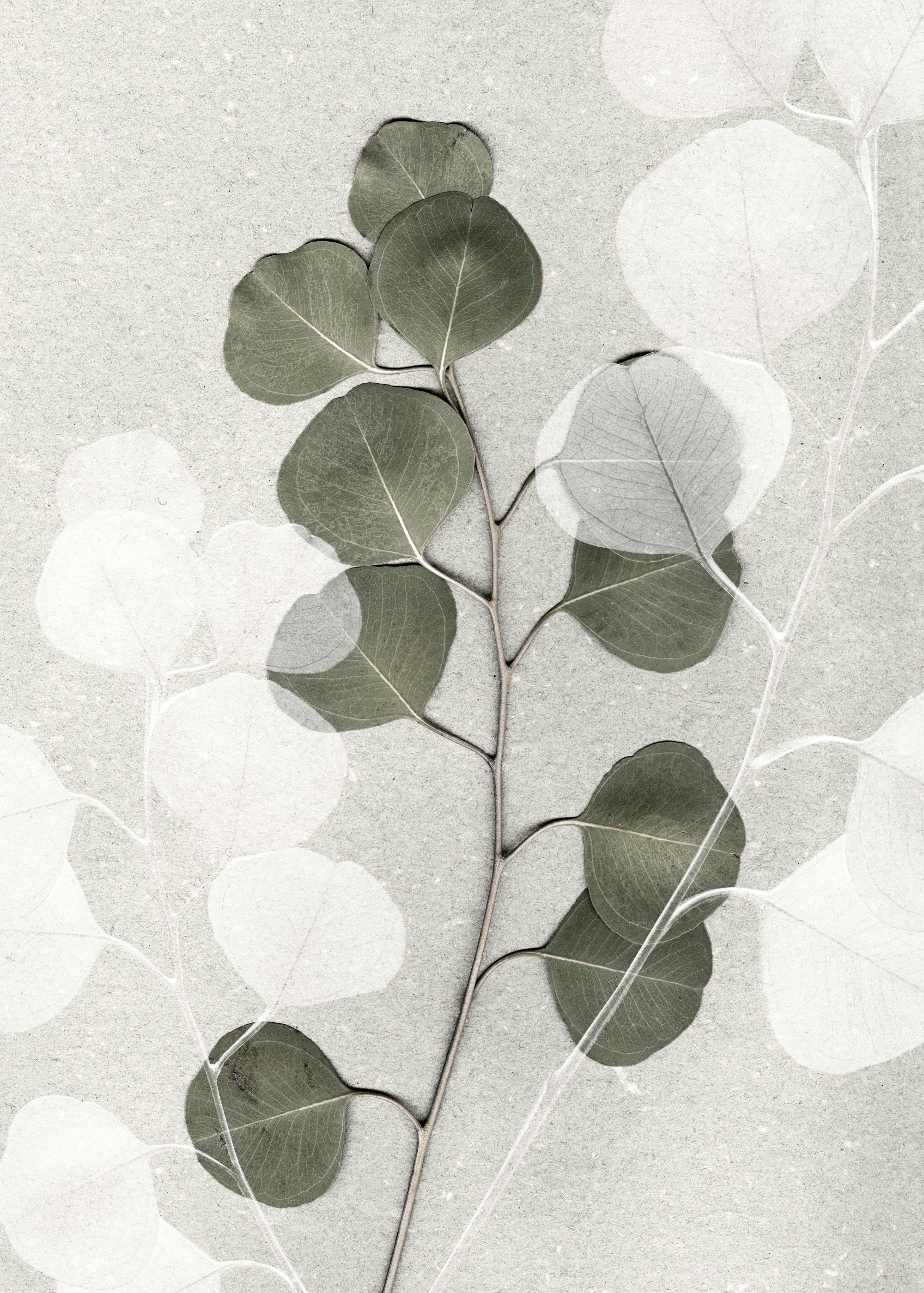 Affiche de branche deucalyptus verte et blanche sur fond de pierre beige. Typographie botanique.
