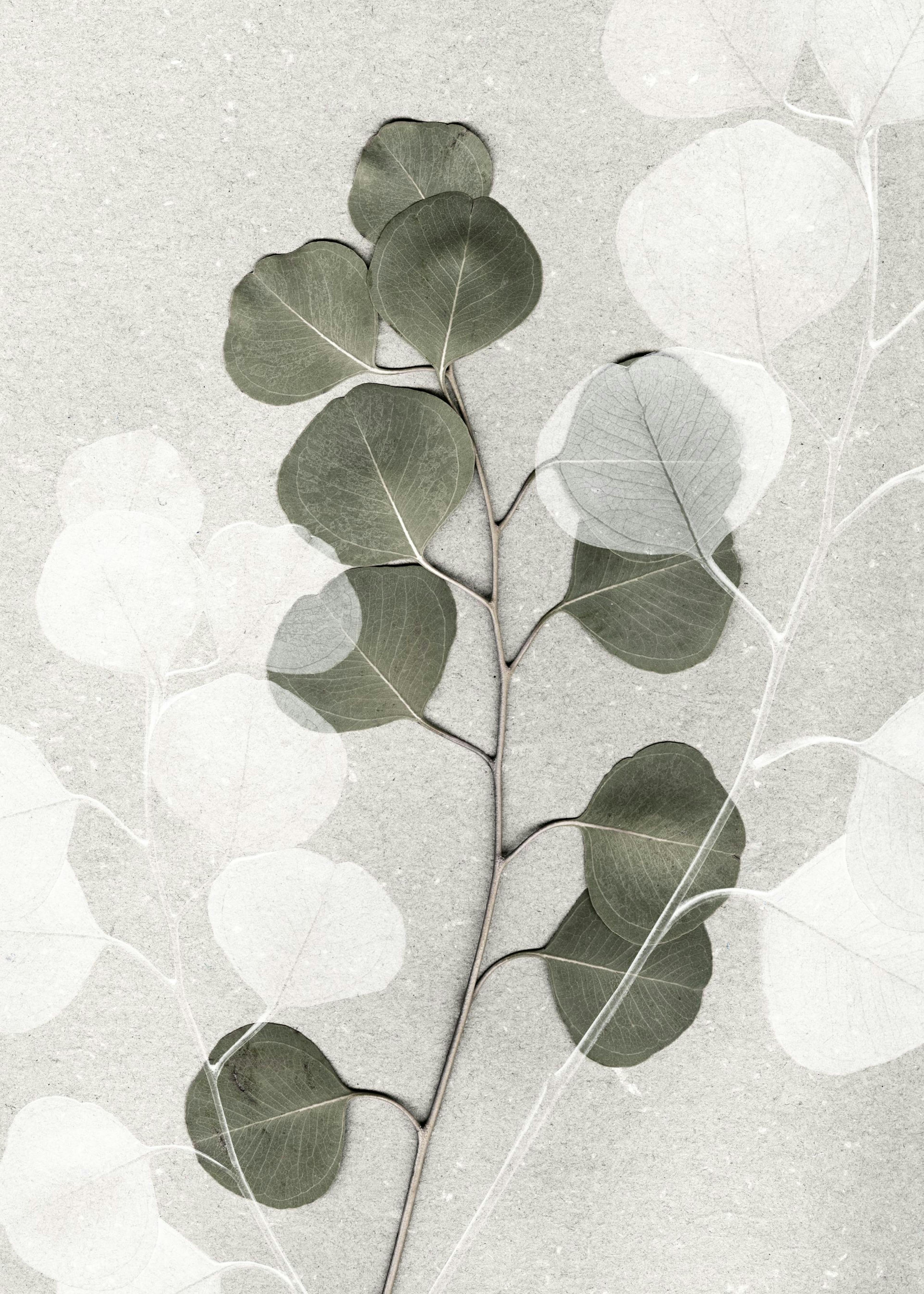 Eucalyptus Art No2 Plakat 0