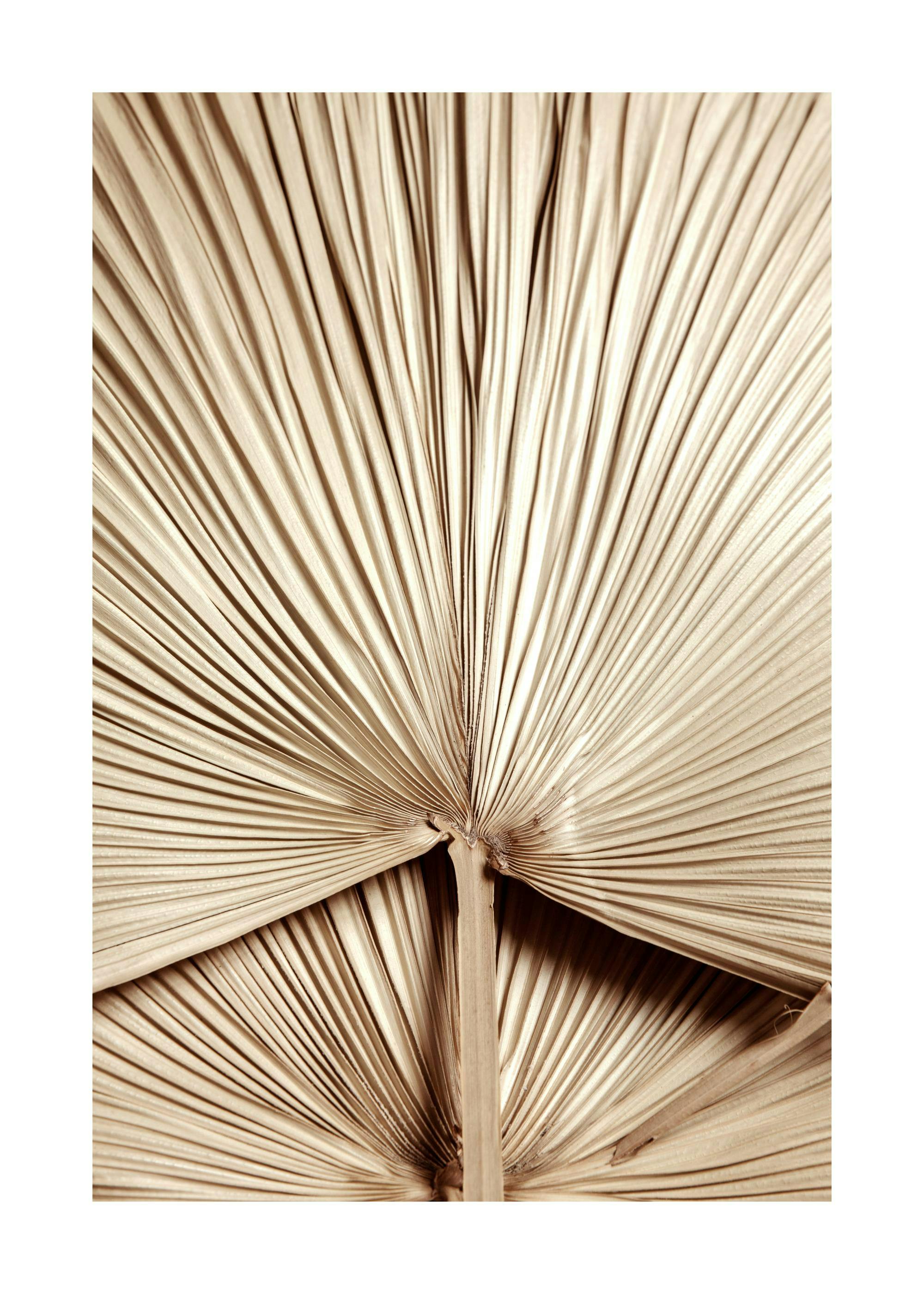 Affiche de photographie dune feuille de palmier dorée en forme déventail, avec des détails de texture. Typographie chaude et élé