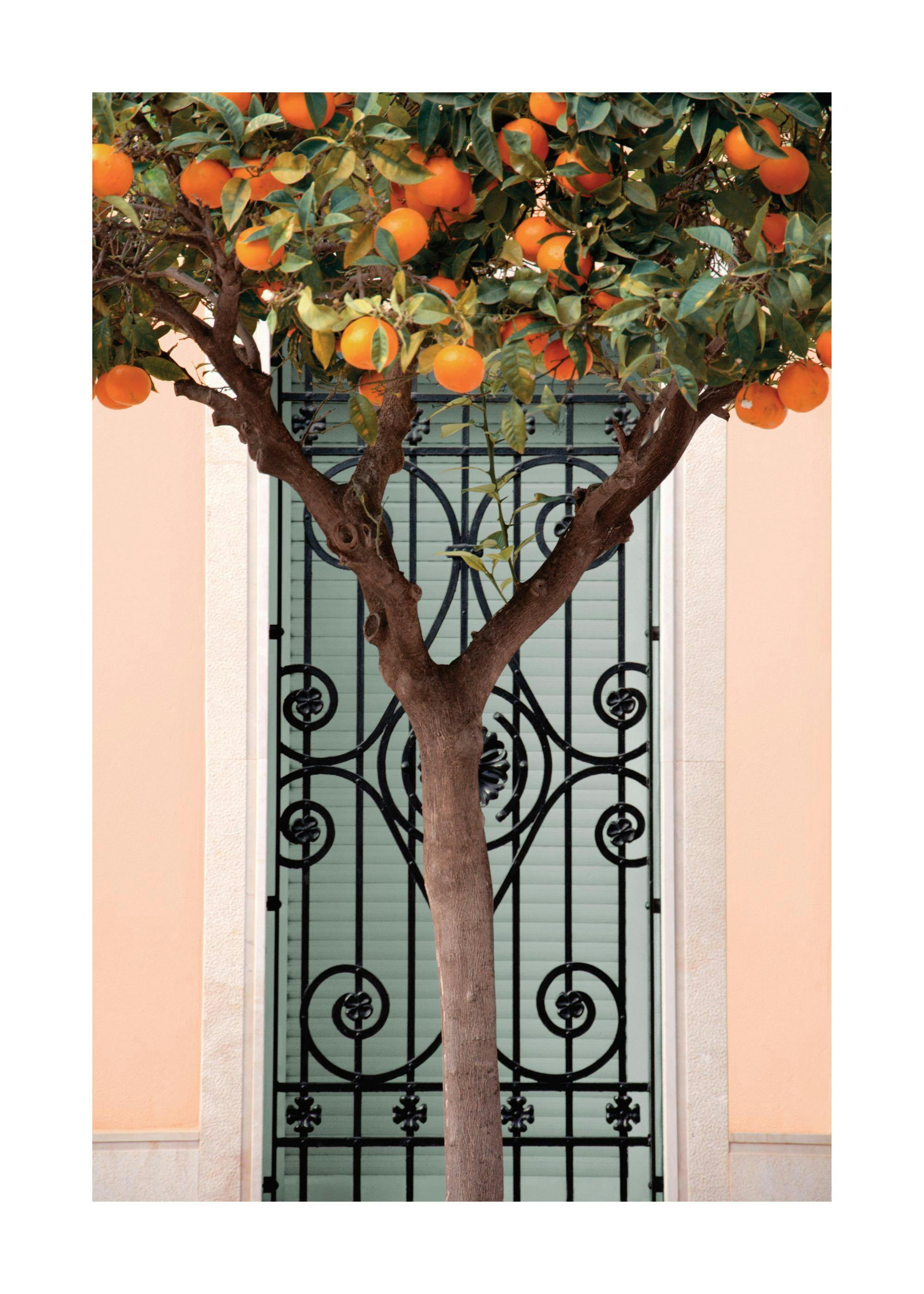 Valencia orange tree poster, with a pink building and black gate with decorative metalwork.