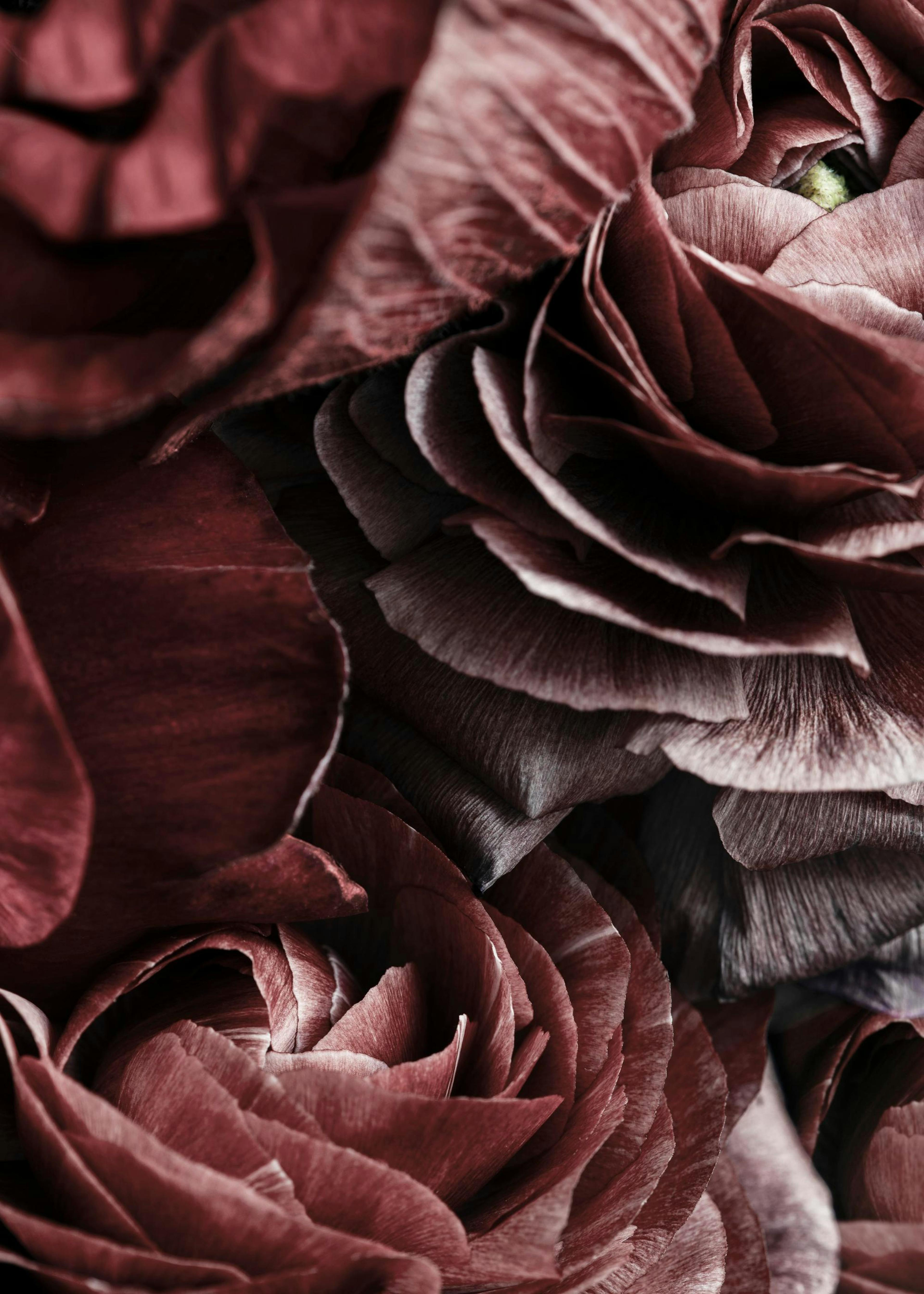 Primer plano de anémonas burdeos con pétalos en capas, fotografía floral botánica.