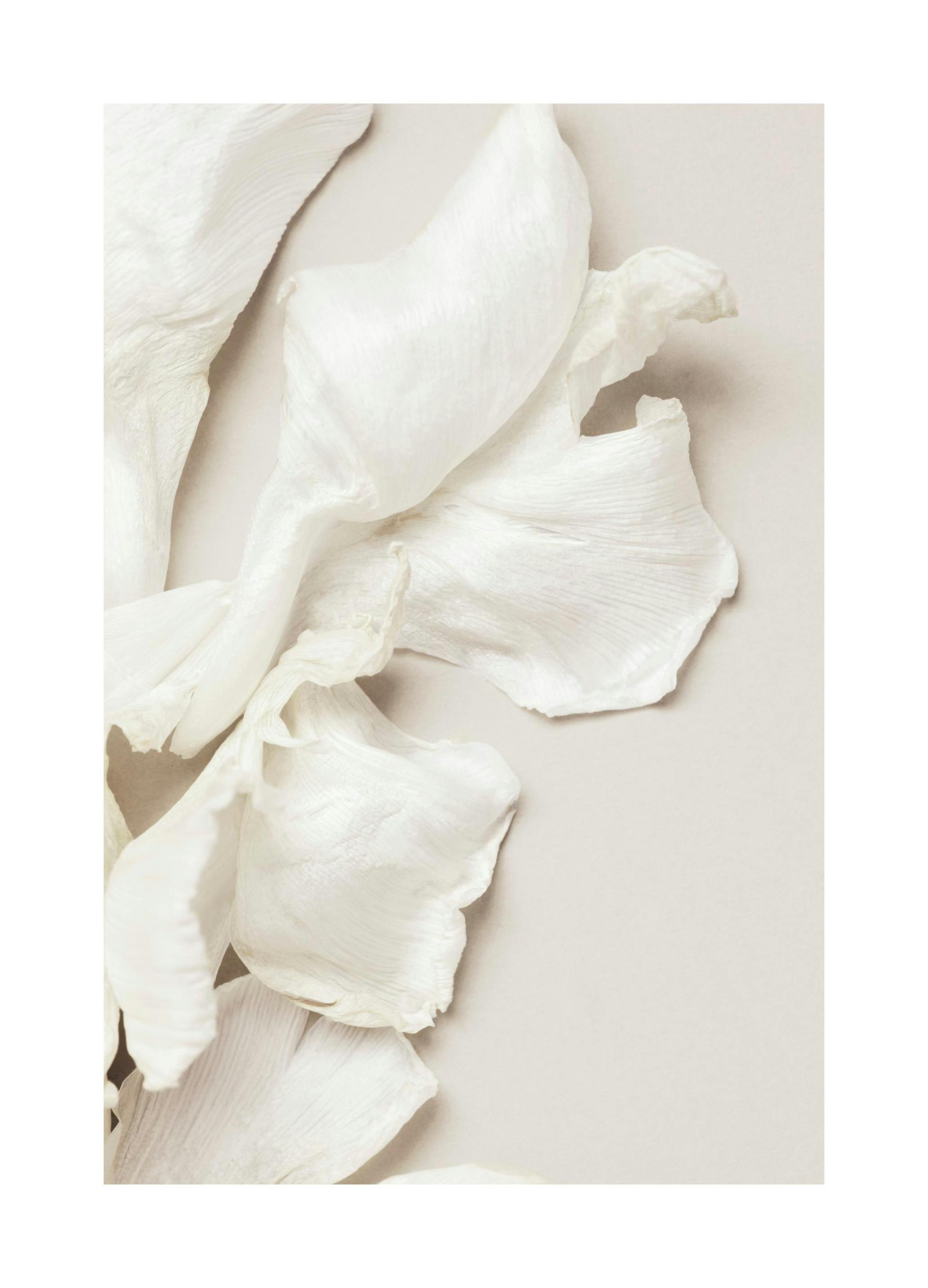 Prints - Tulip Petals Print (50x70 cm) - Floral prints