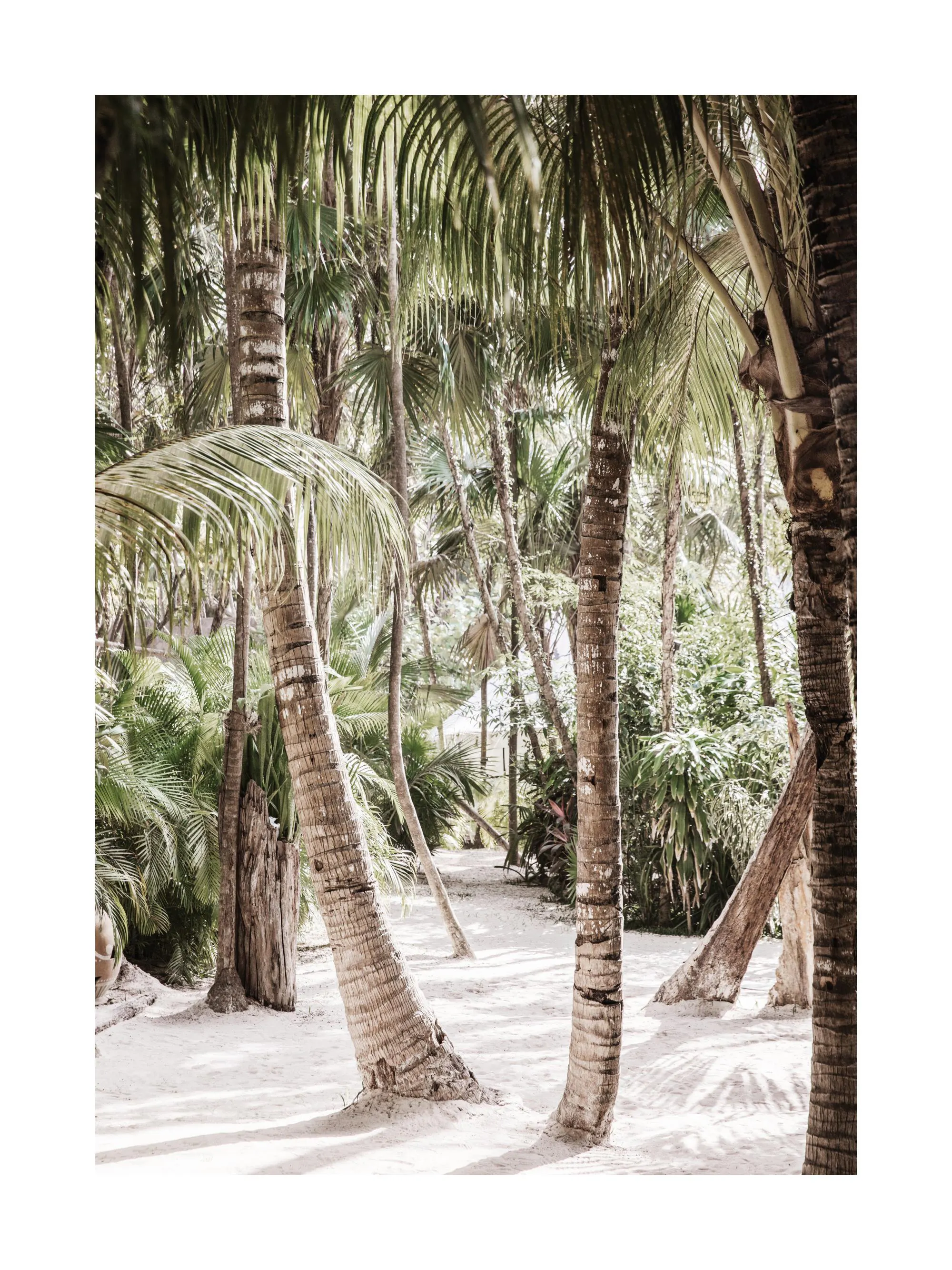 Between the Palms Poster