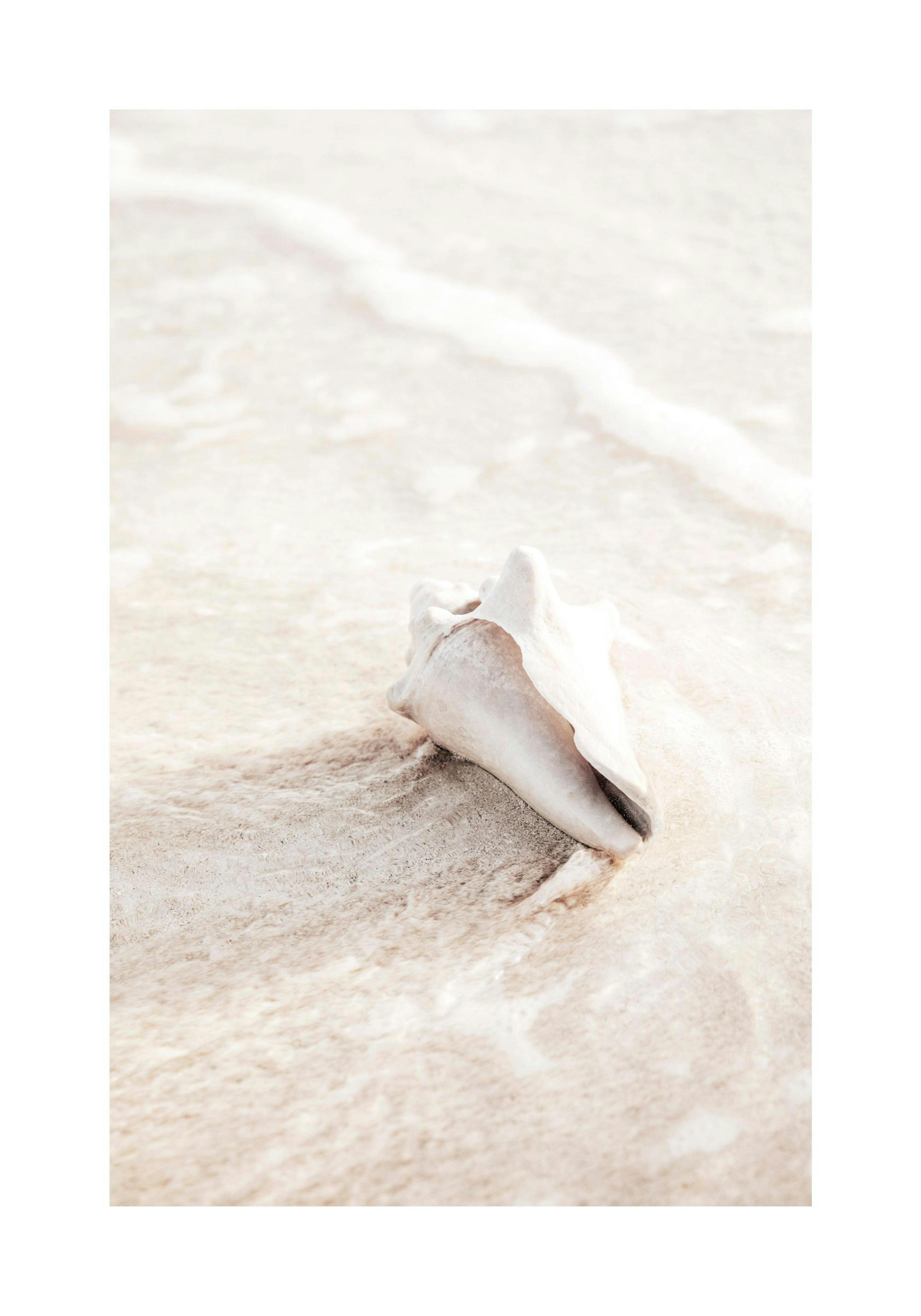 Light beige seashell in water and sand, a serene nature print capturing coastal beauty.