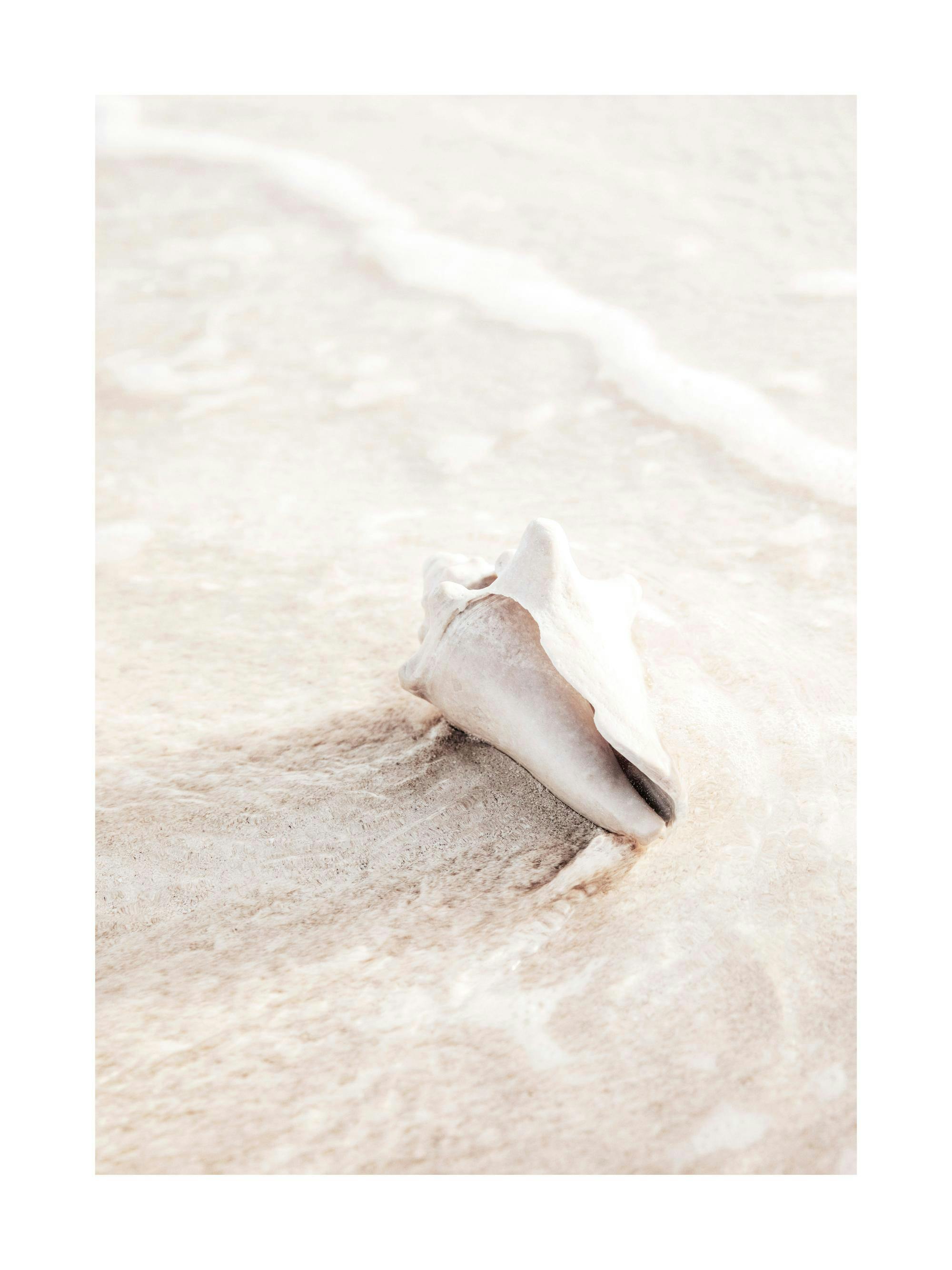 Fotografi av ett ljust beige snäckskal vid strandkanten, omgivet av sand och vatten med vita vågor som sköljer in.
