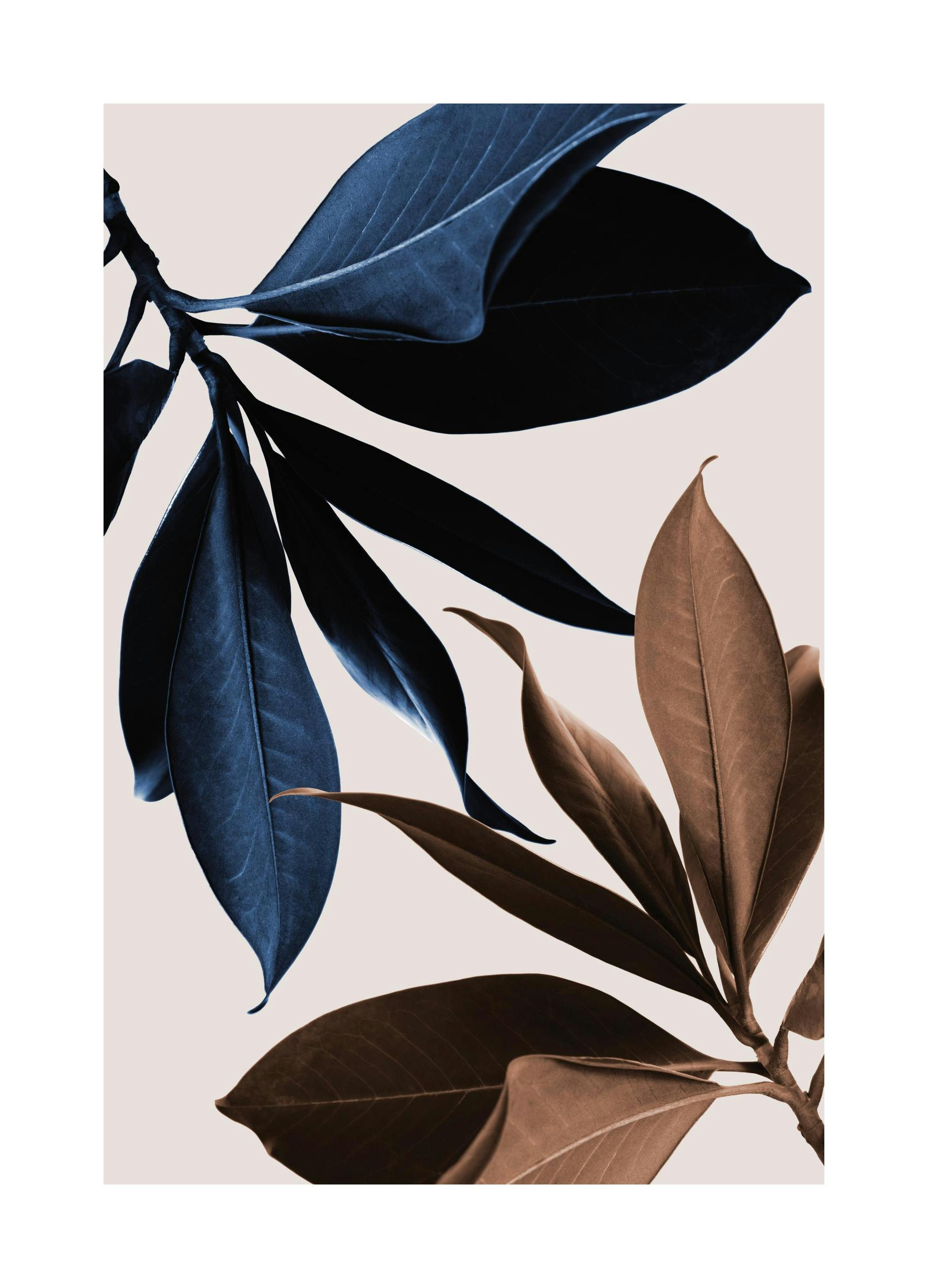 Blue Magnolia No1 Poster (21x30 cm)- Posters de plantas verdes
