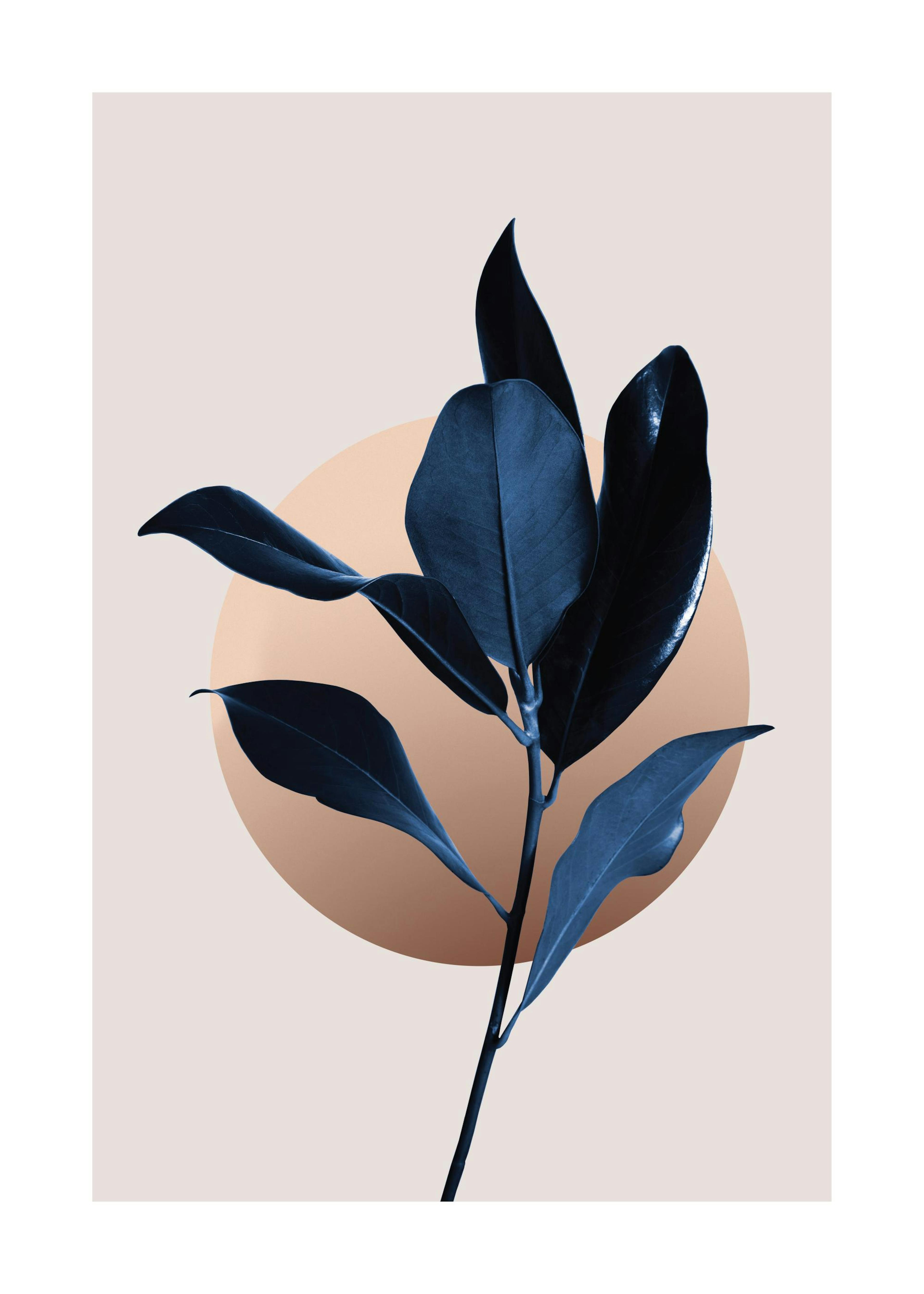 Blue Magnolia No2 Plakat 0