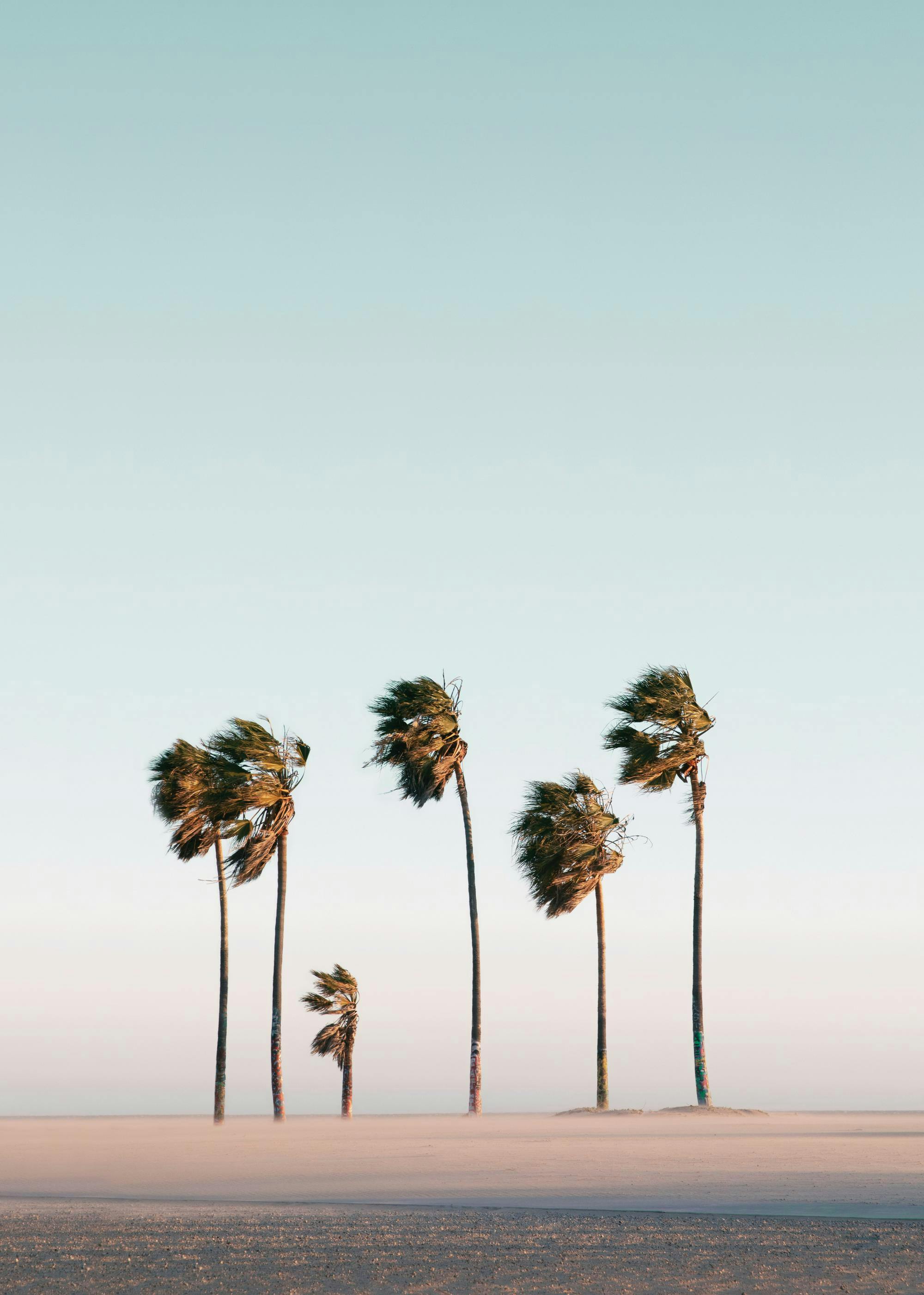 Palmeras bajo un cielo azul en una playa ventosa, evocando un paisaje tropical y veraniego.