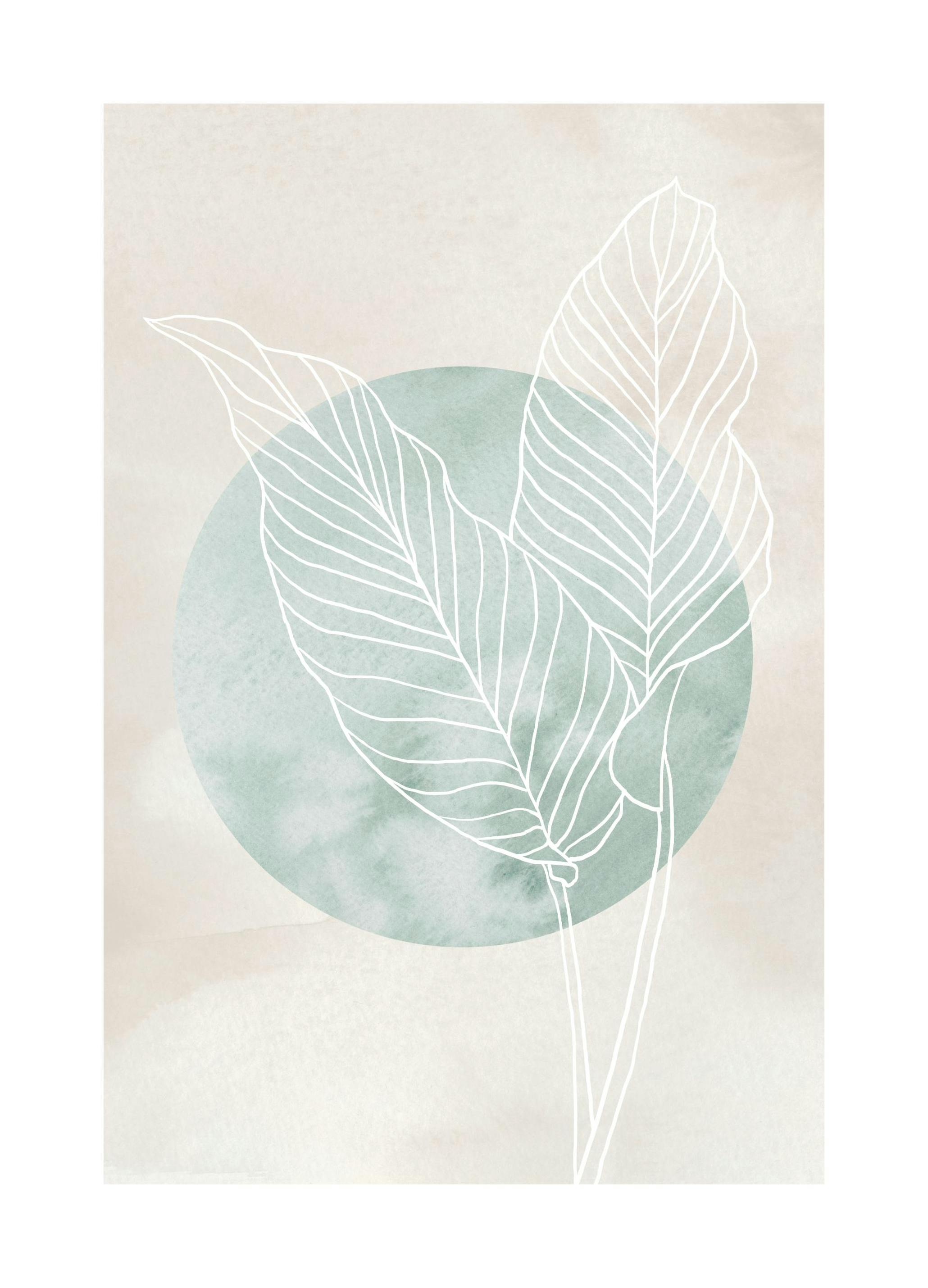 Calathea Line Drawing Plakat (30x40 cm) - Plakater > Kunstplakater