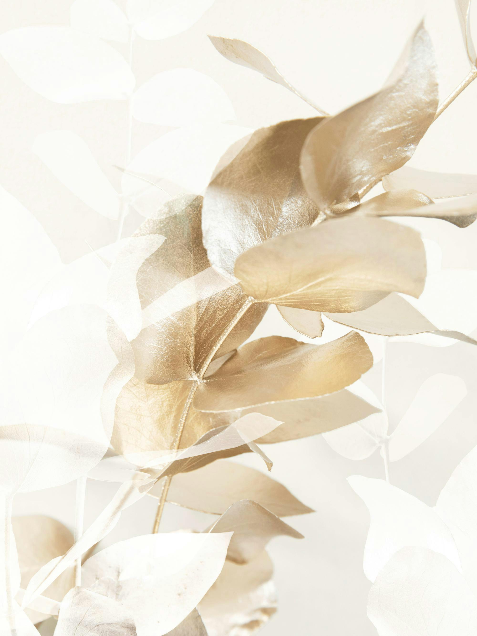 Ramo di eucalipto dorato e bianco su sfondo beige chiaro, illustrazione botanica.