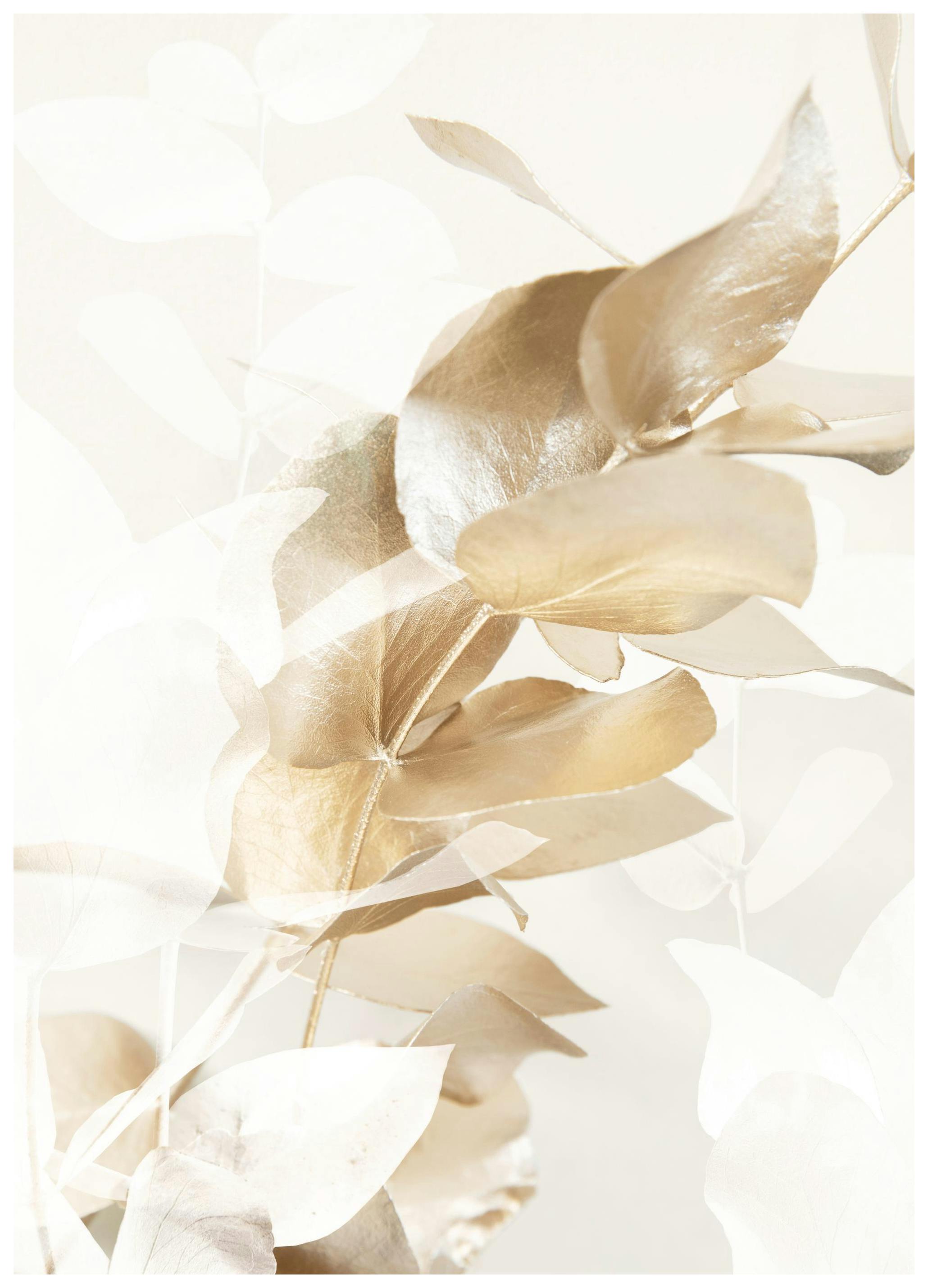 Golden Eucalyptus No1 Poster (30x40 cm) -  Poster mit Pflanzenmotiven