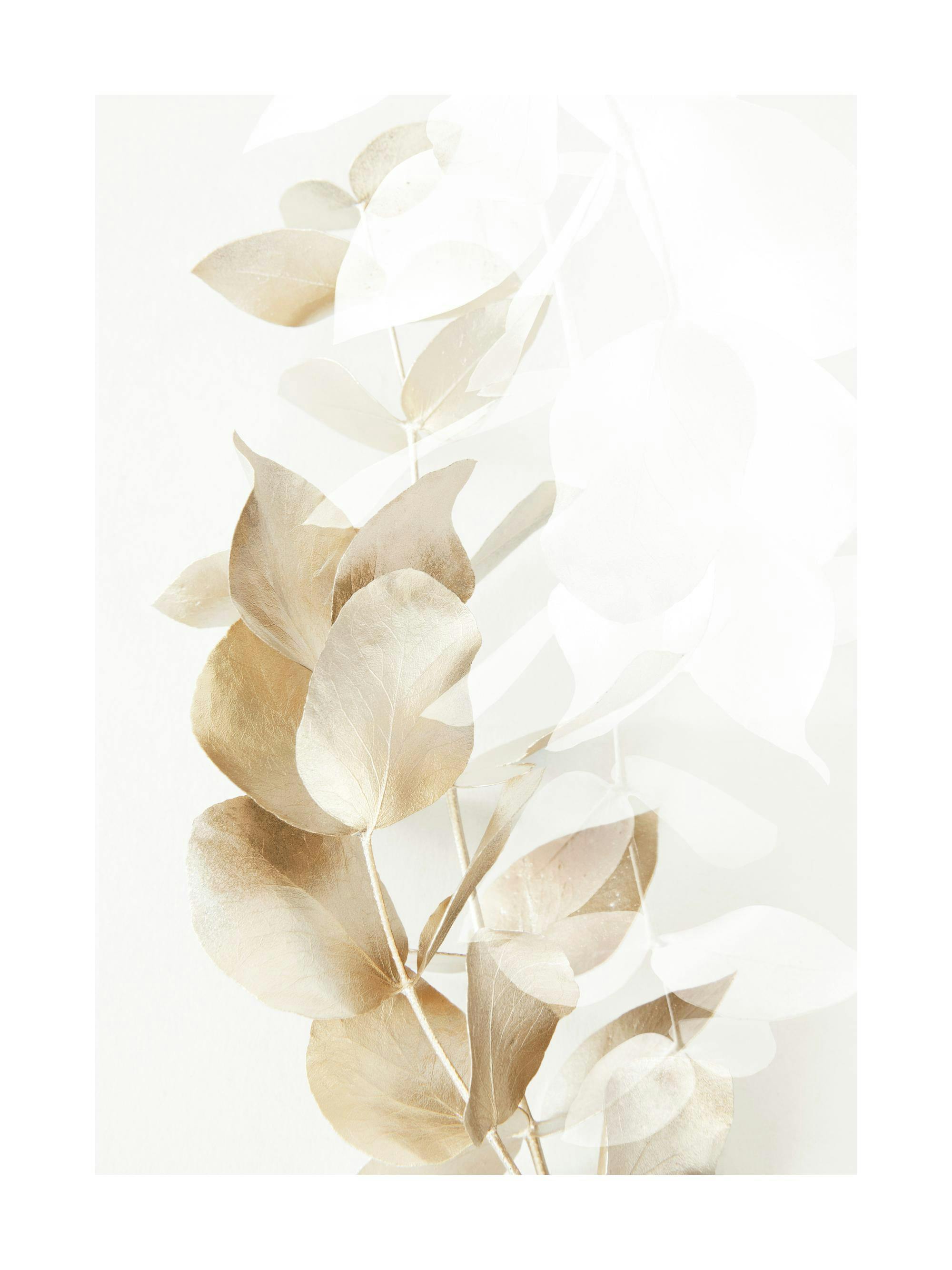 Ramoscelli di eucalipto dorati e bianchi su sfondo beige, fotografia botanica elegante