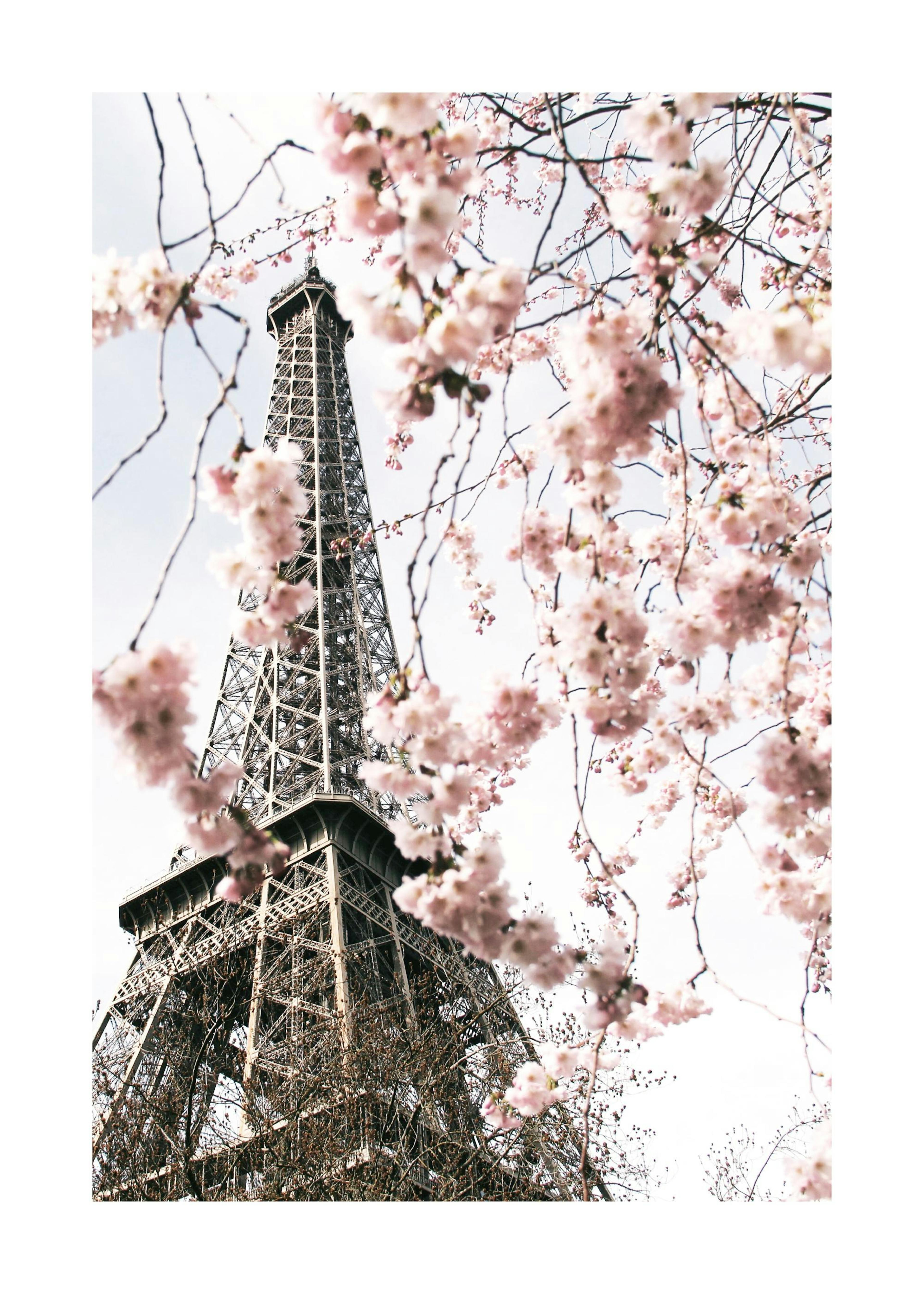 Affiche de la Tour Eiffel photographiée à travers des branches darbre aux fleurs de cerisier roses. Le ciel est lumineux.