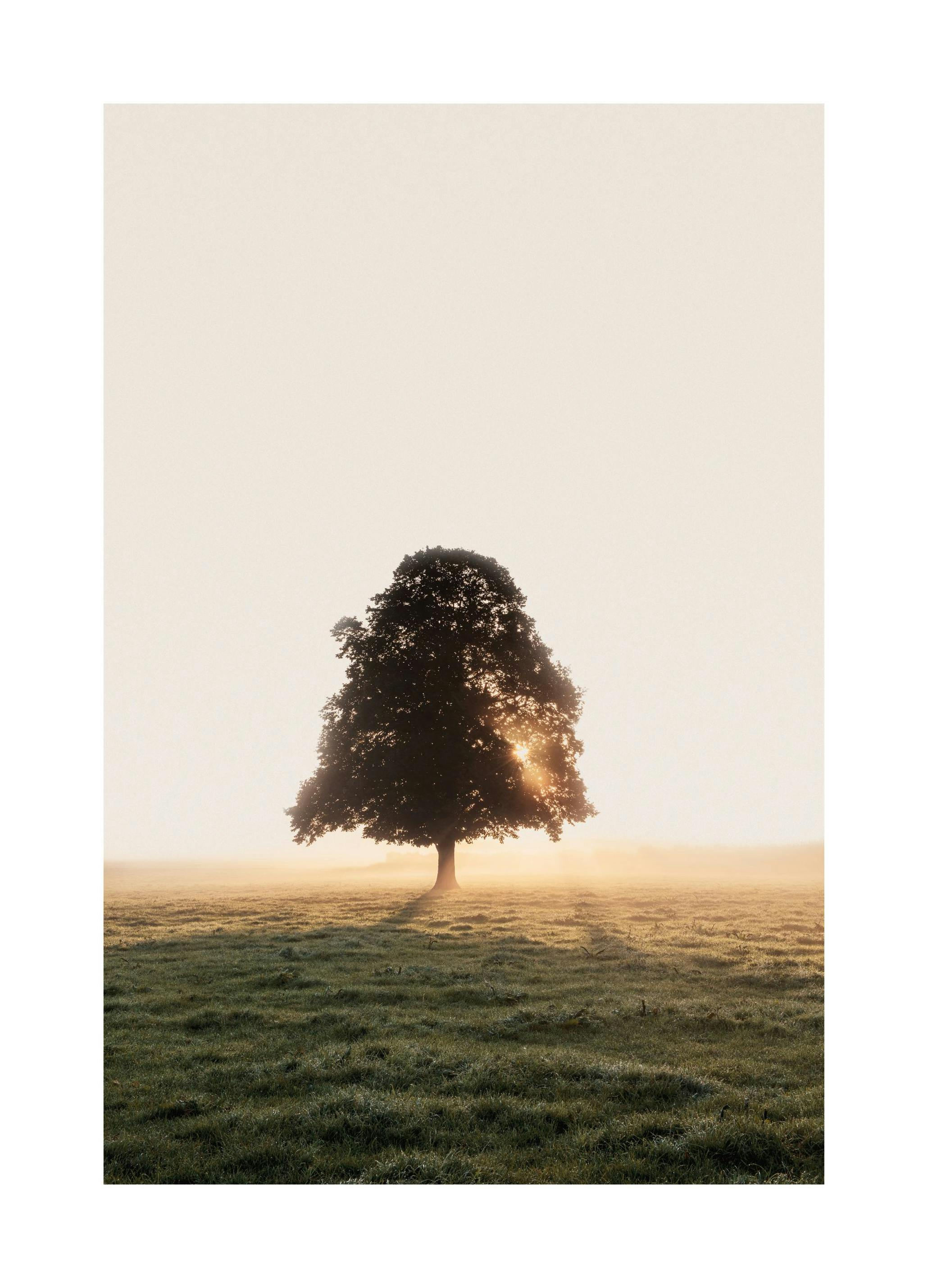 Misty Meadow Tree Poster (50x70 cm)- Paisagens