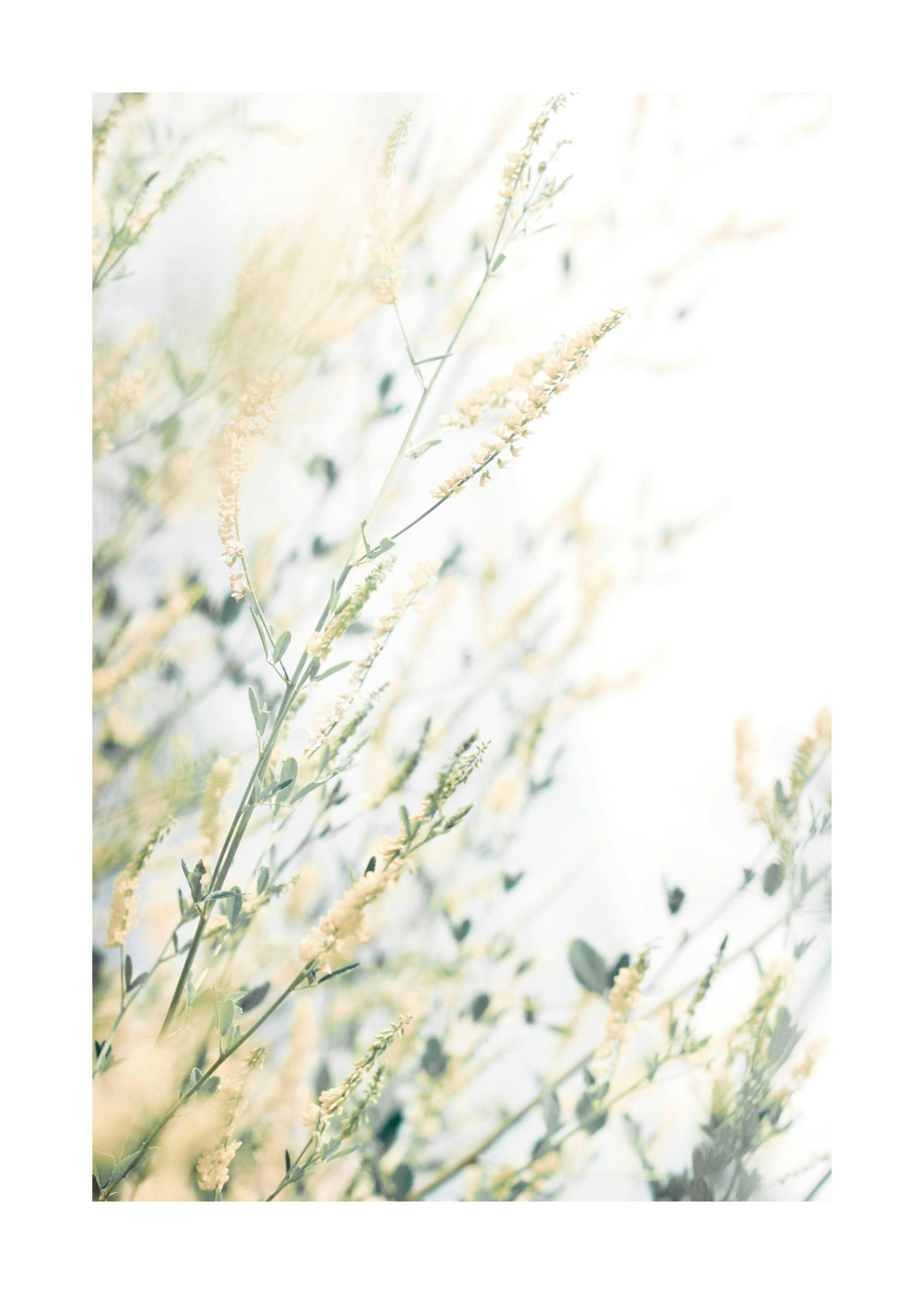Fotografia di primi piani di piccoli fiori gialli e foglie verdi su sfondo bianco.